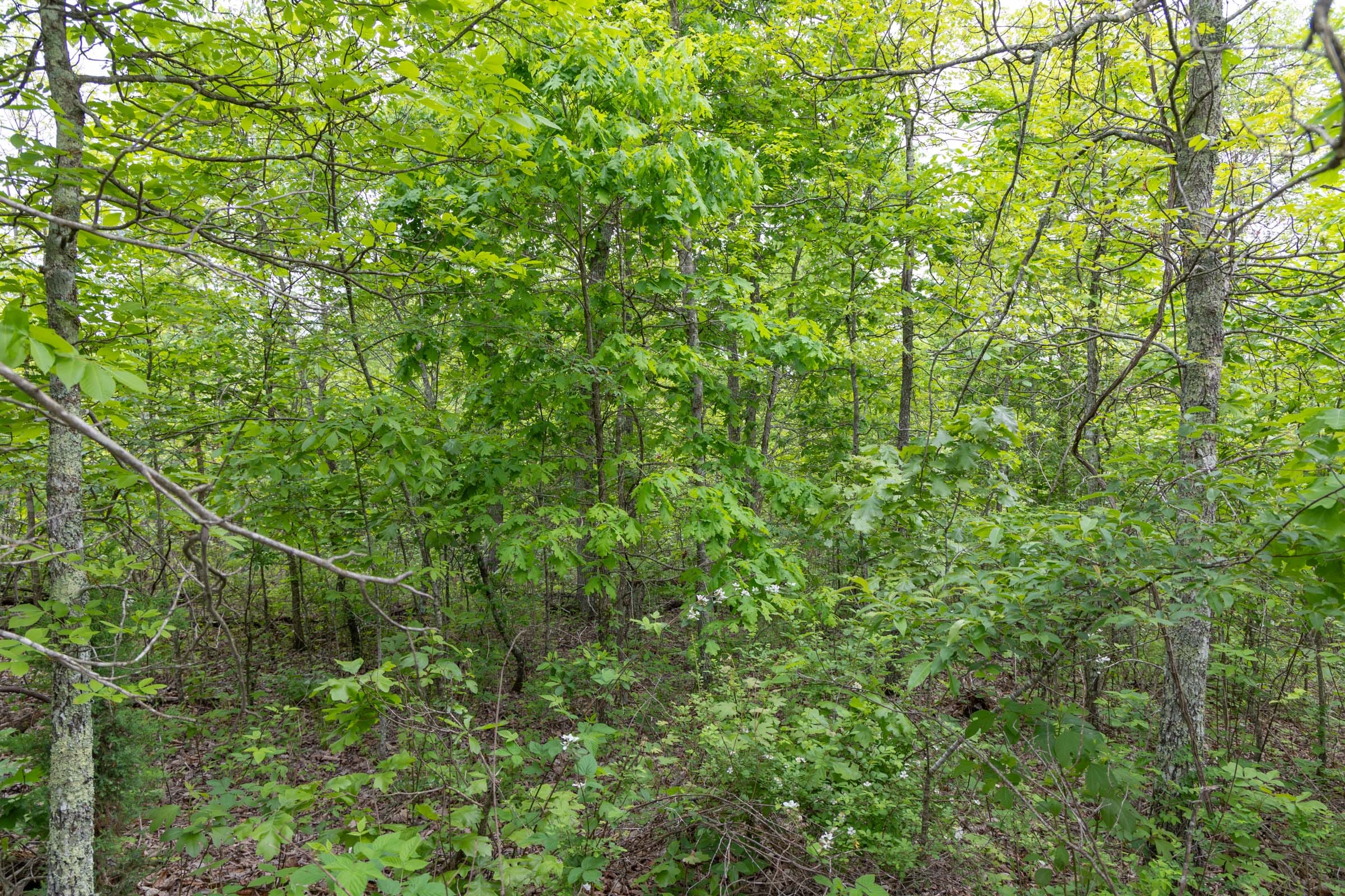 Sleepy Hollow Phase II Tract 91 photo 9