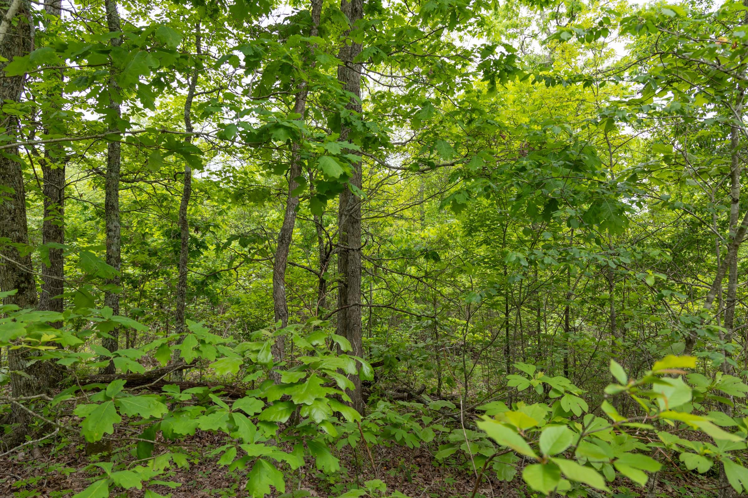 Sleepy Hollow Phase II Tract 91 photo 1