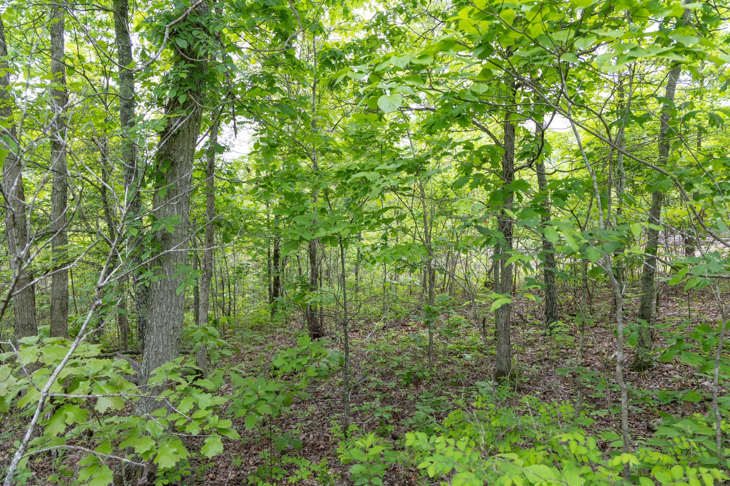 Sleepy Hollow Phase II Tract 91 photo 7