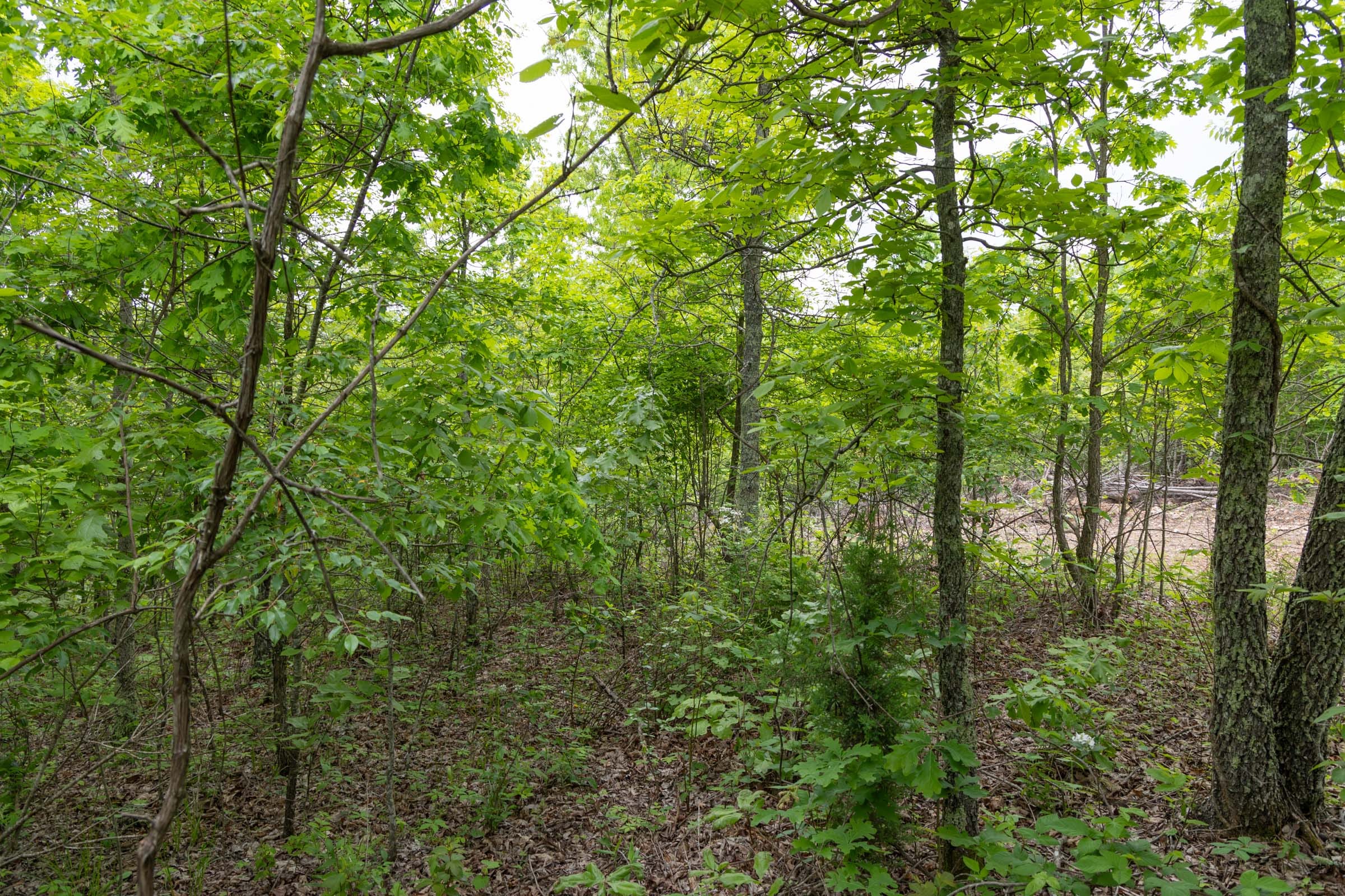 Sleepy Hollow Phase II Tract 91 photo 6