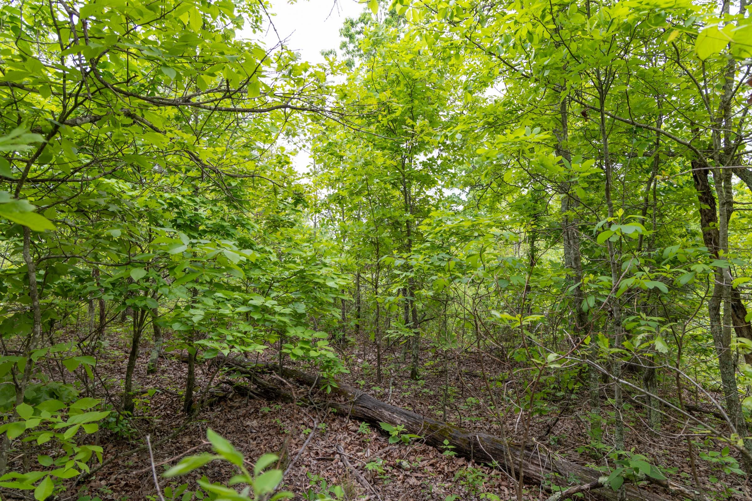 Sleepy Hollow Phase II Tract 91 photo 5