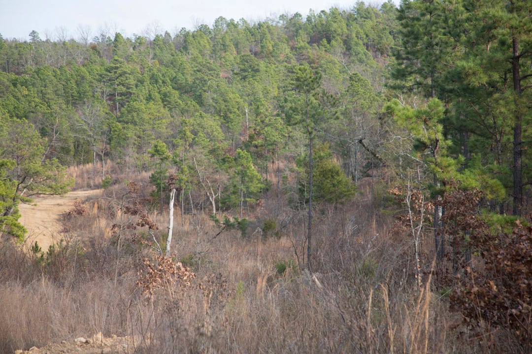 Stone Creek Phase III Tract 78 photo 11
