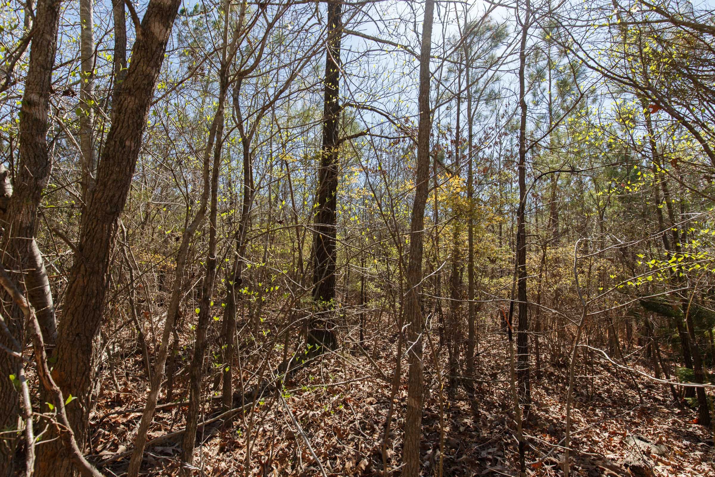 Southern Hills Tract 8 photo 3