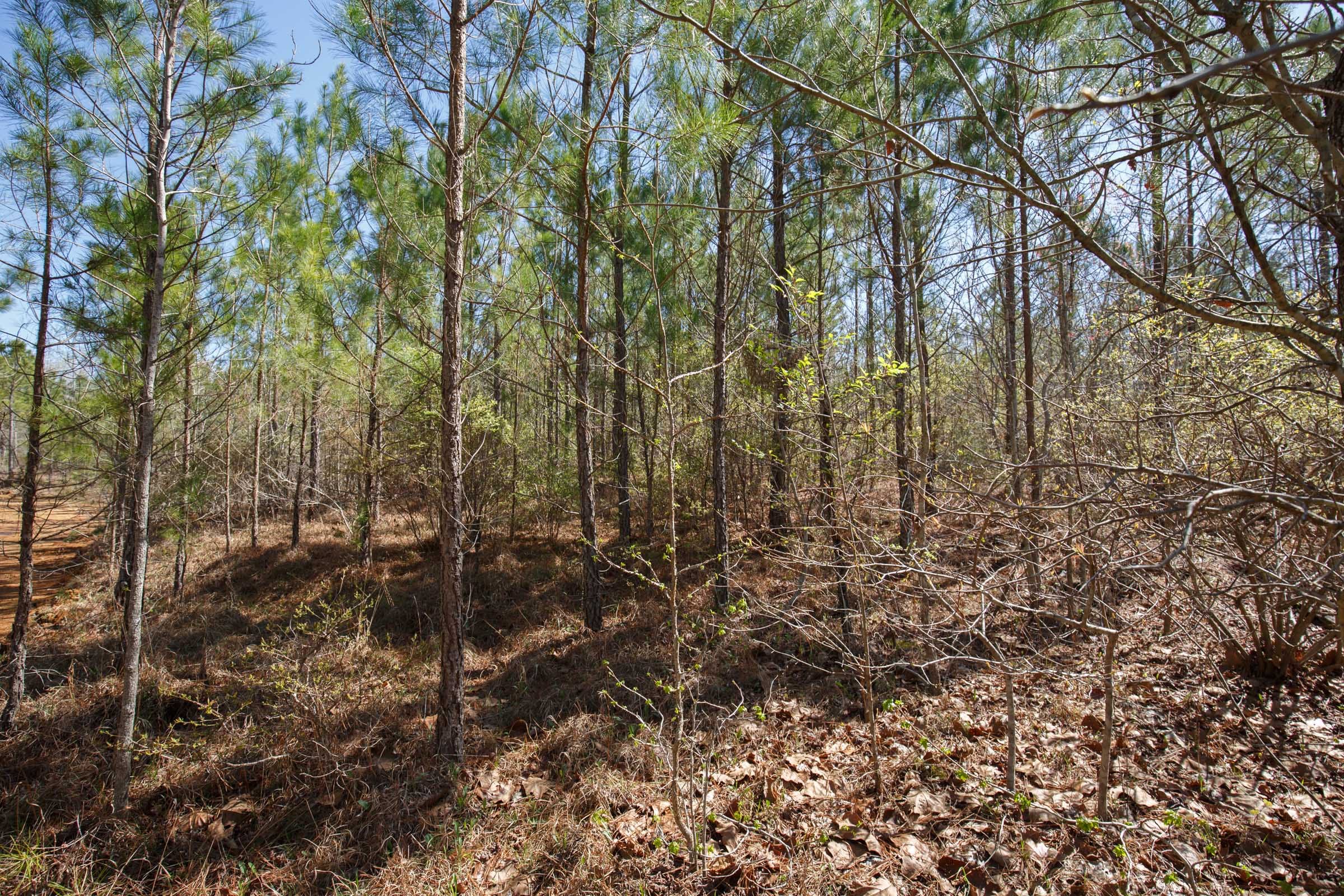 Southern Hills Tract 8 photo 4