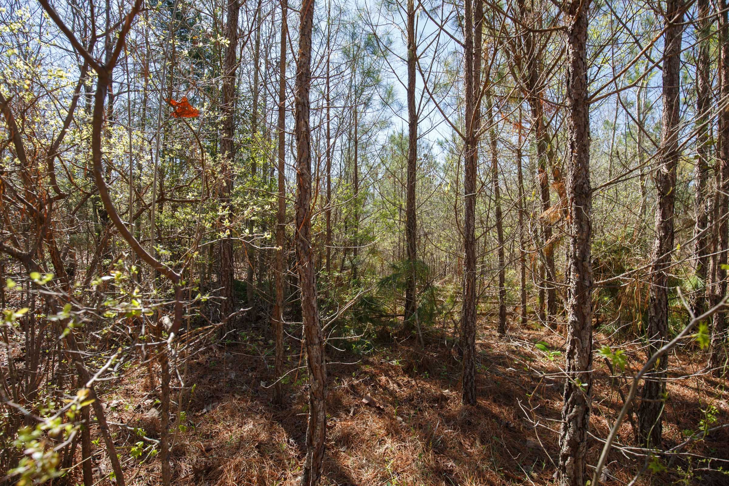 Southern Hills Tract 8 photo 5