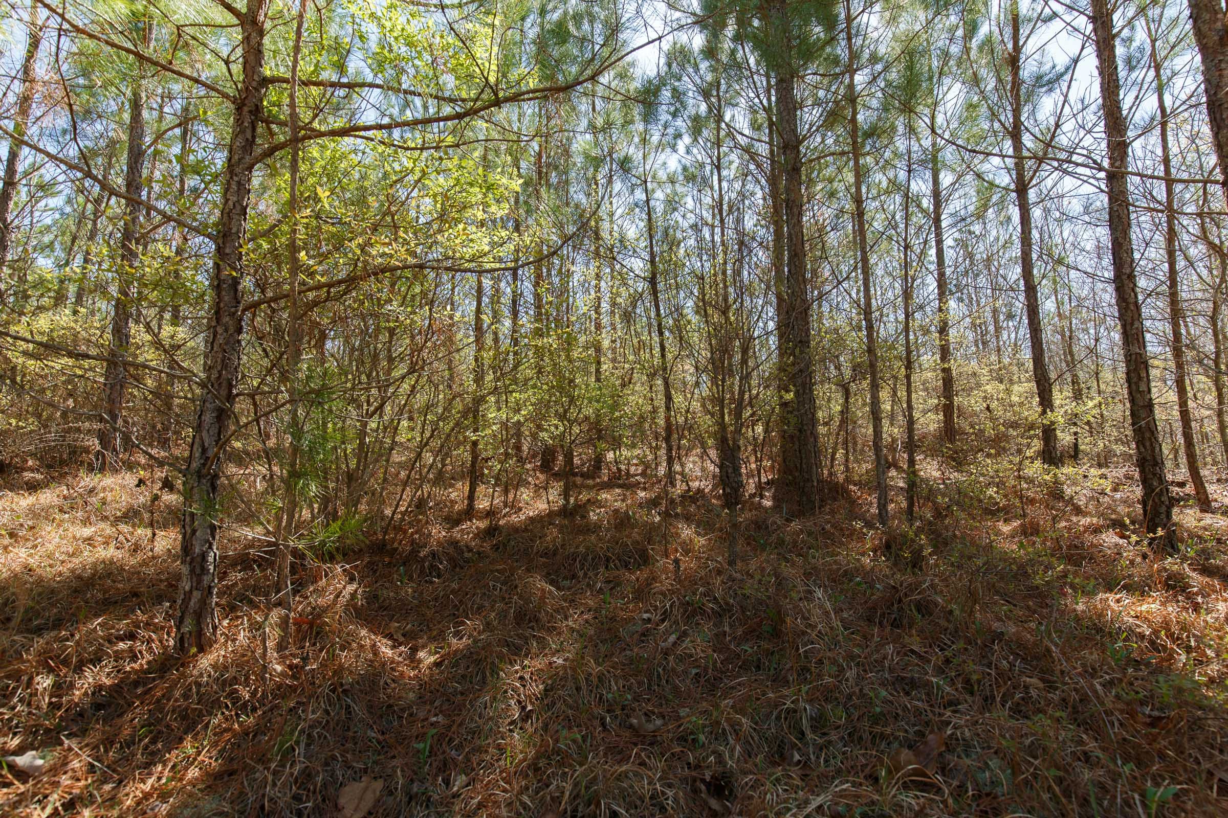 Southern Hills Tract 8 photo 7