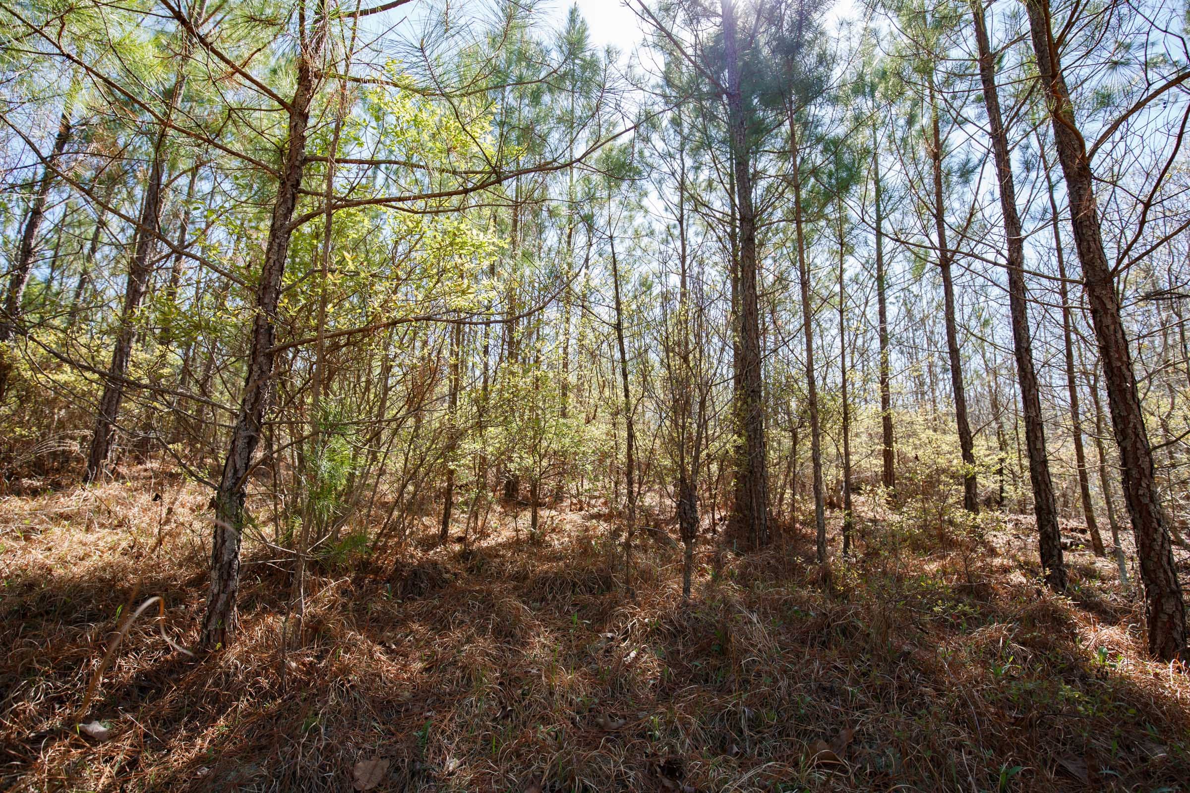 Southern Hills Tract 8 photo 8