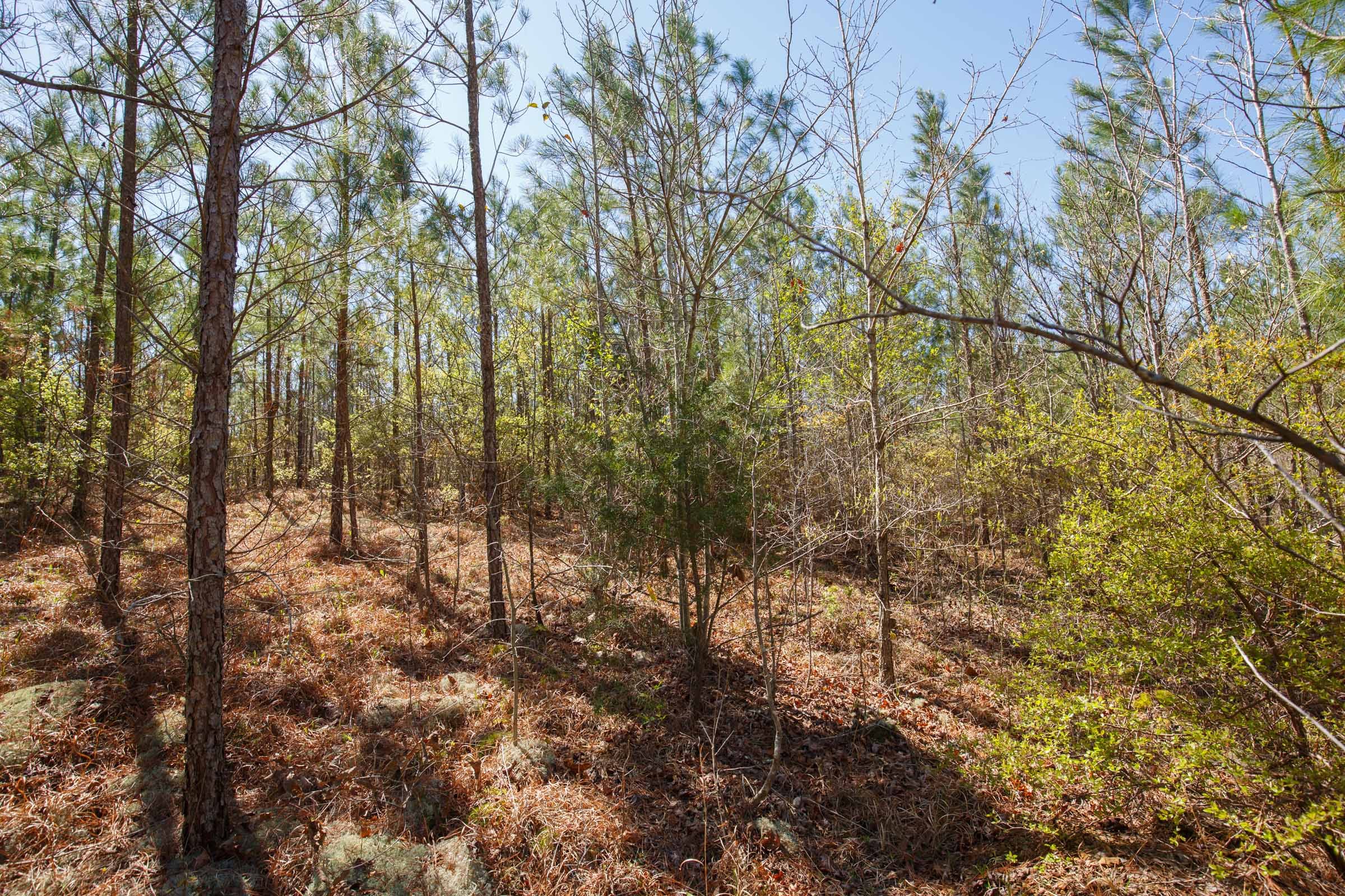 Southern Hills Tract 8 photo 9