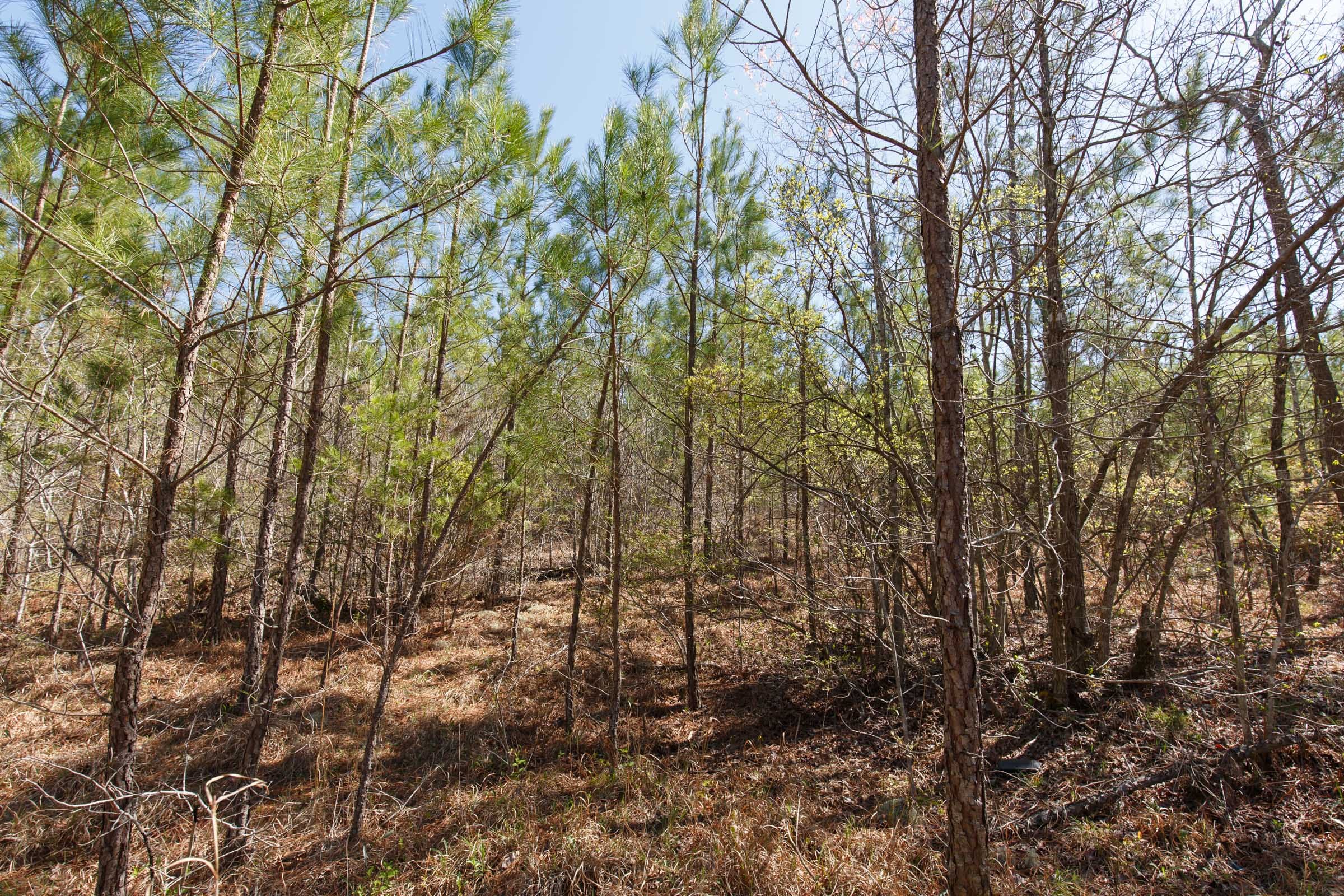 Southern Hills Tract 8 photo 10