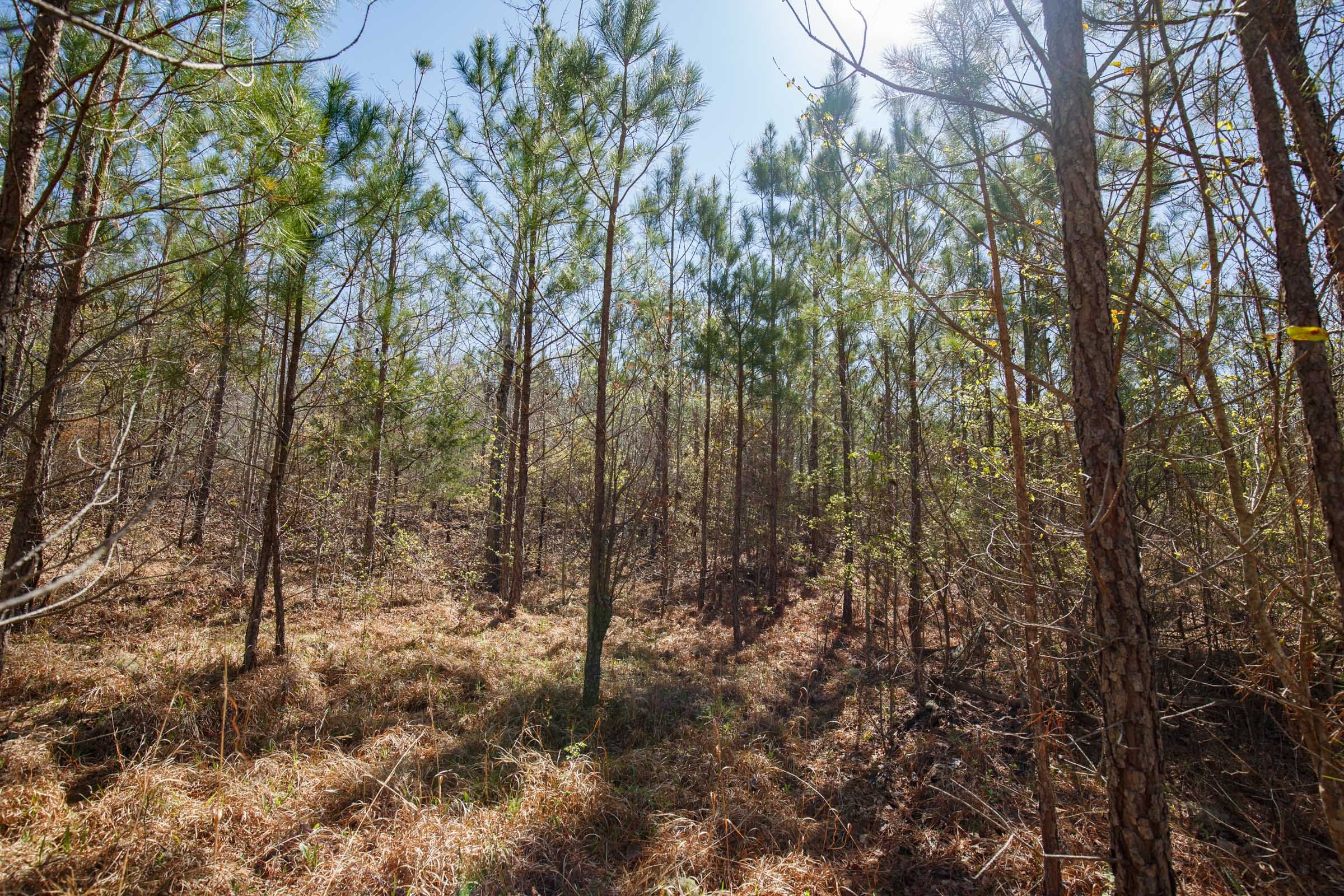 Southern Hills Tract 8 photo 12
