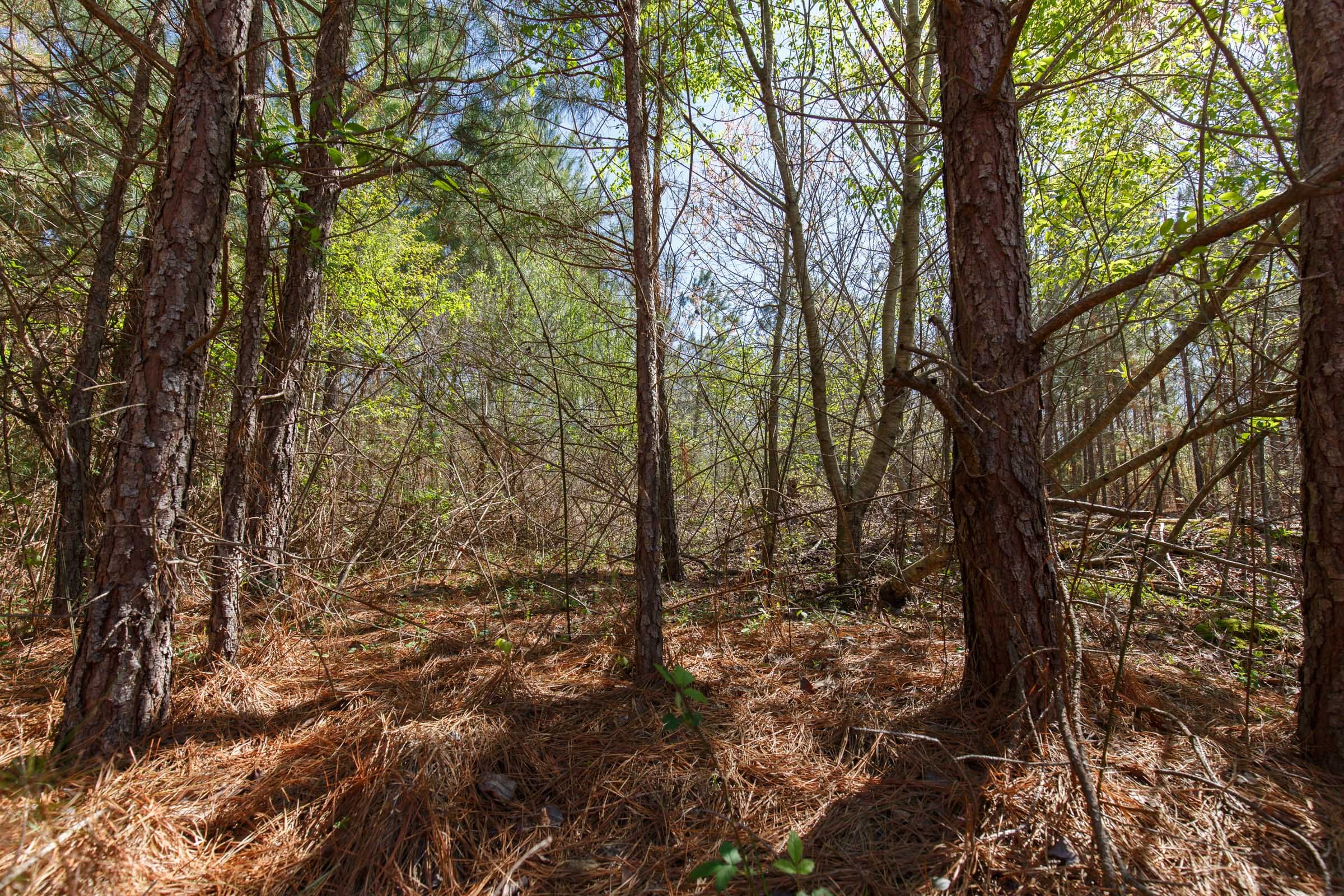 Southern Hills Tract 8 photo 20