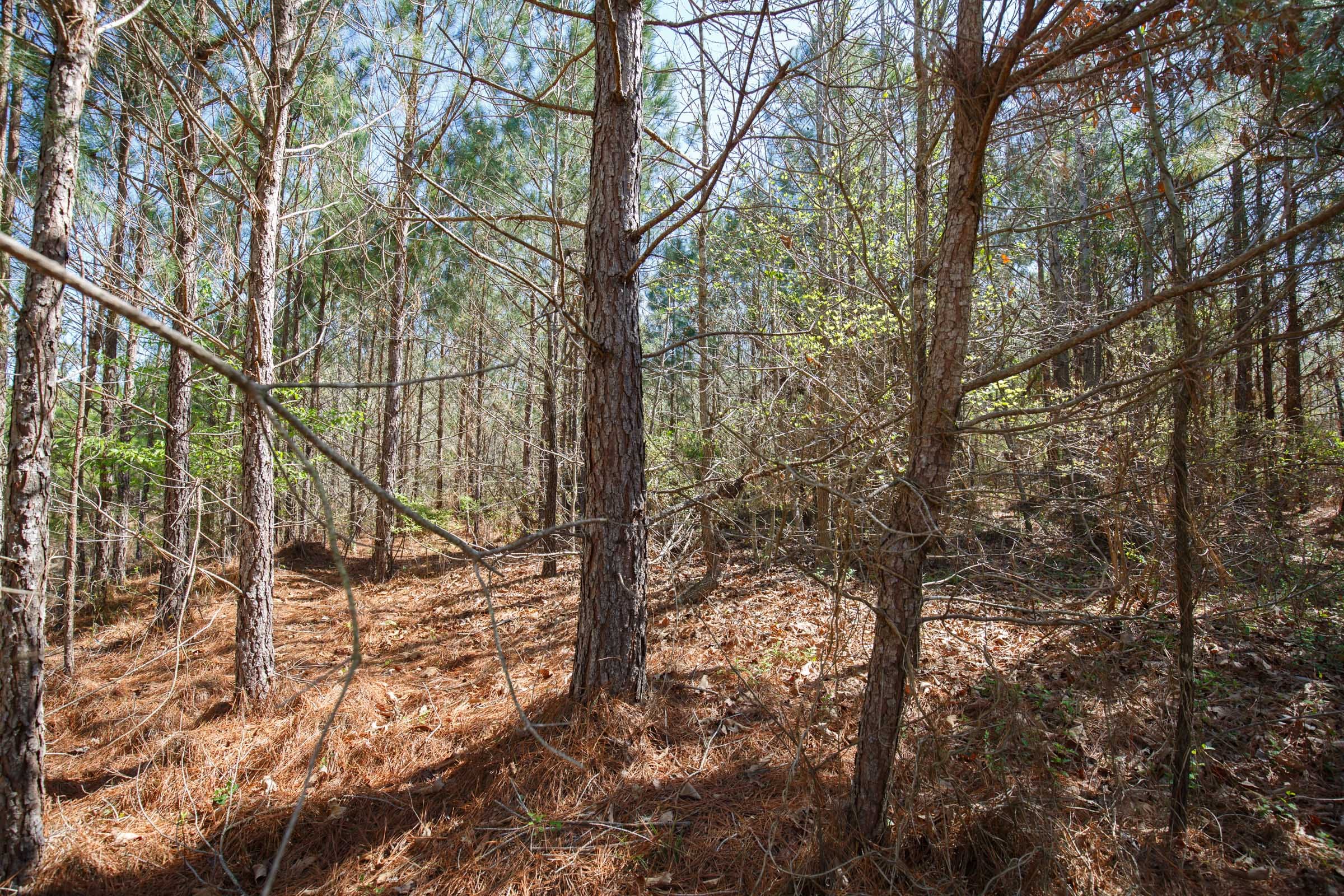 Southern Hills Tract 8 photo 23