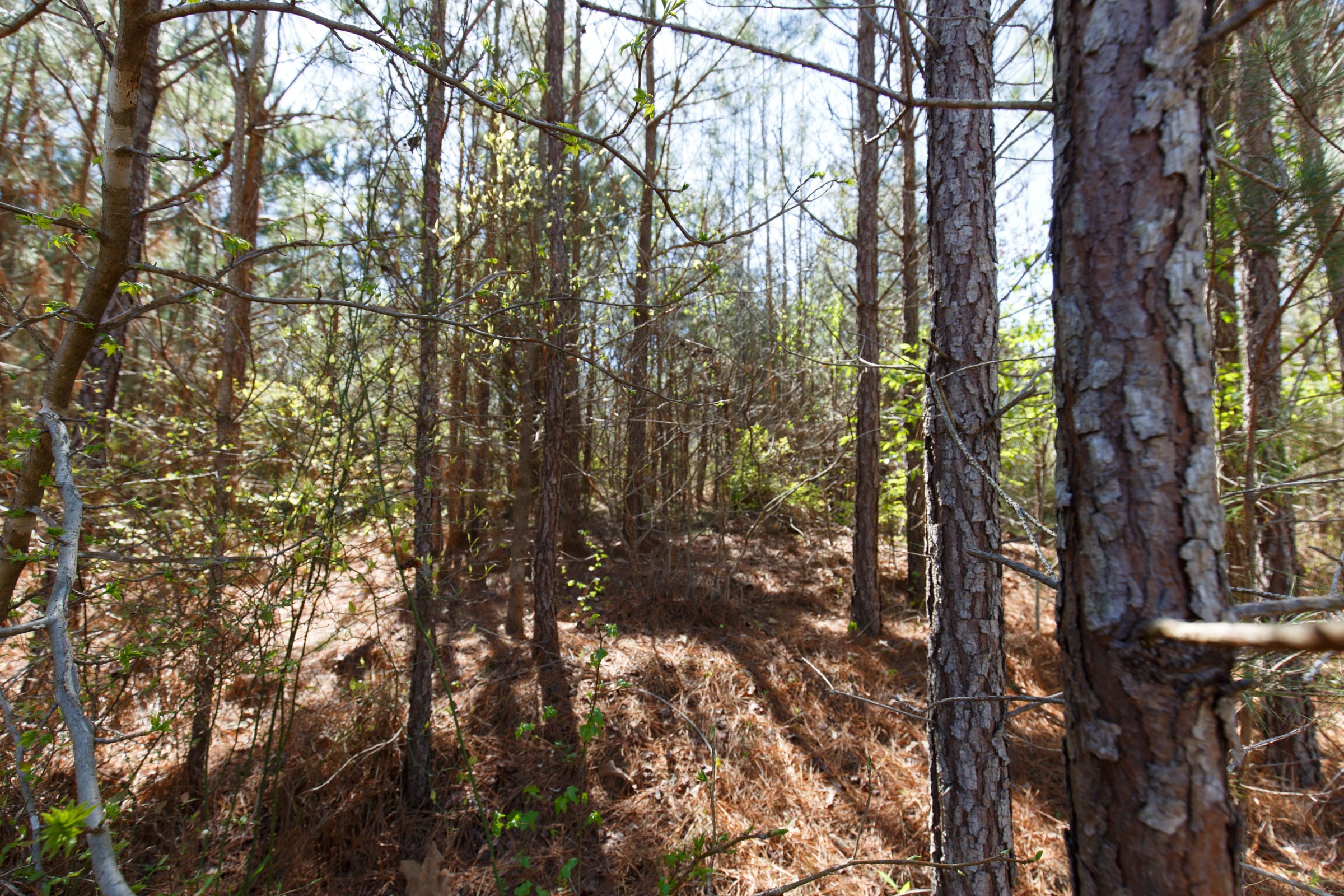 Southern Hills Tract 8 photo 25