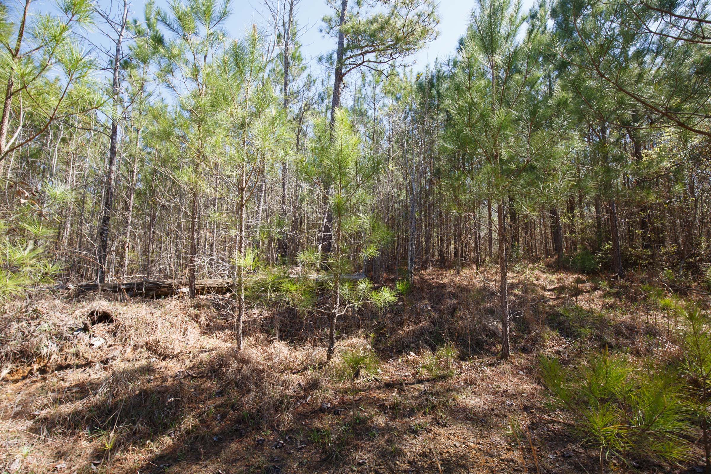 Southern Hills Tract 8 photo 27
