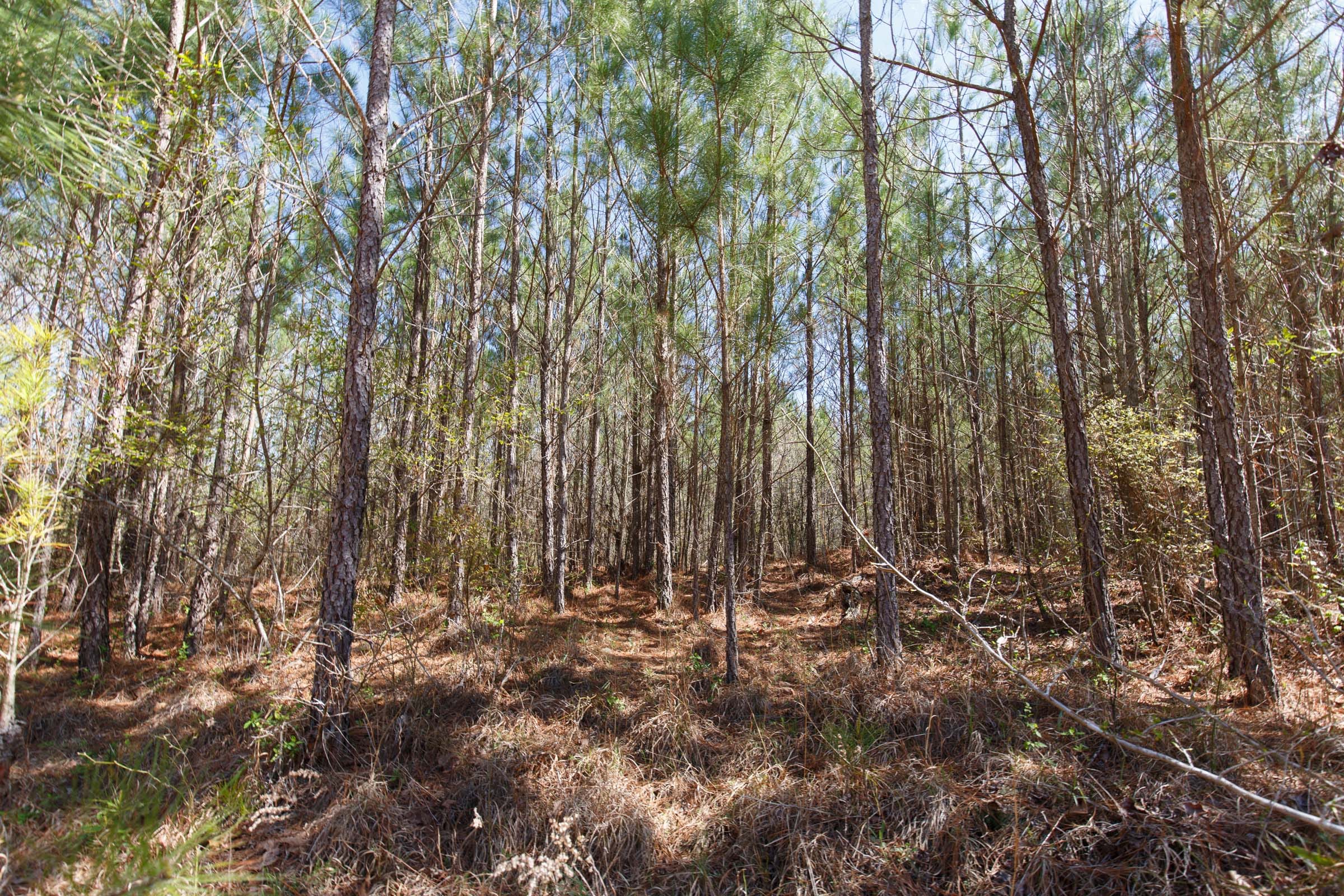 Southern Hills Tract 8 photo 28