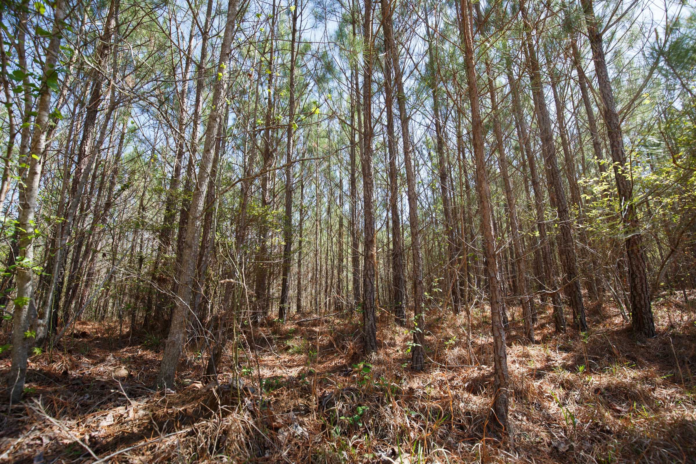 Southern Hills Tract 8 photo 29