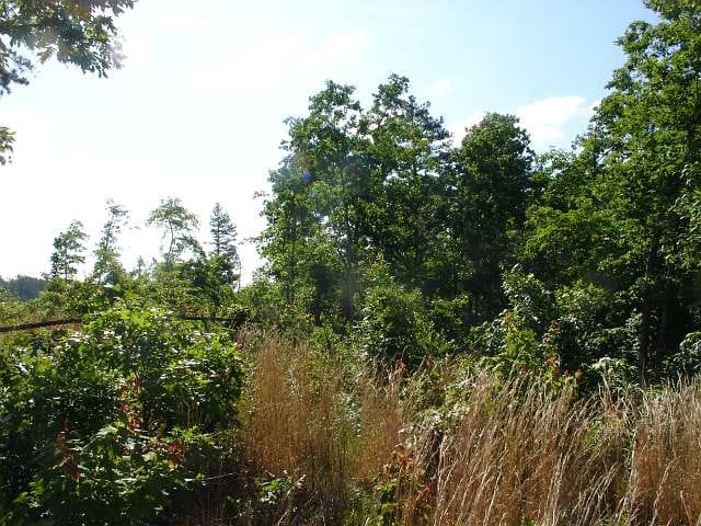 Antler Ridge Tract 36 photo 2