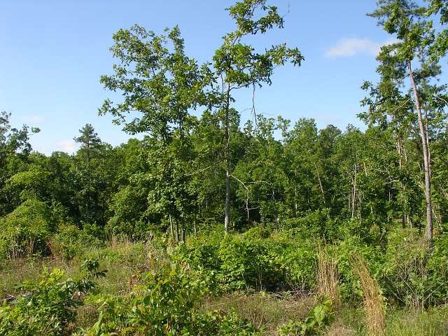 Antler Ridge Tract 36 photo 3