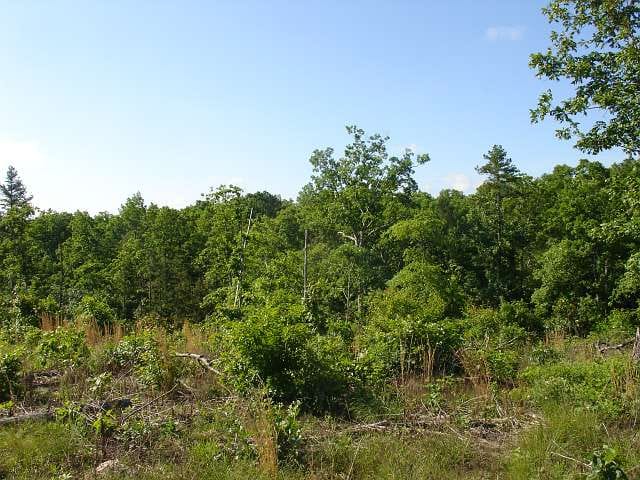 Antler Ridge Tract 36 photo 5