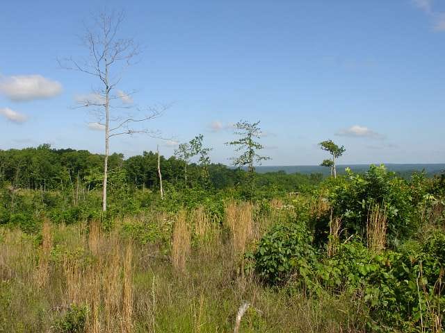 Antler Ridge Tract 36 photo 6