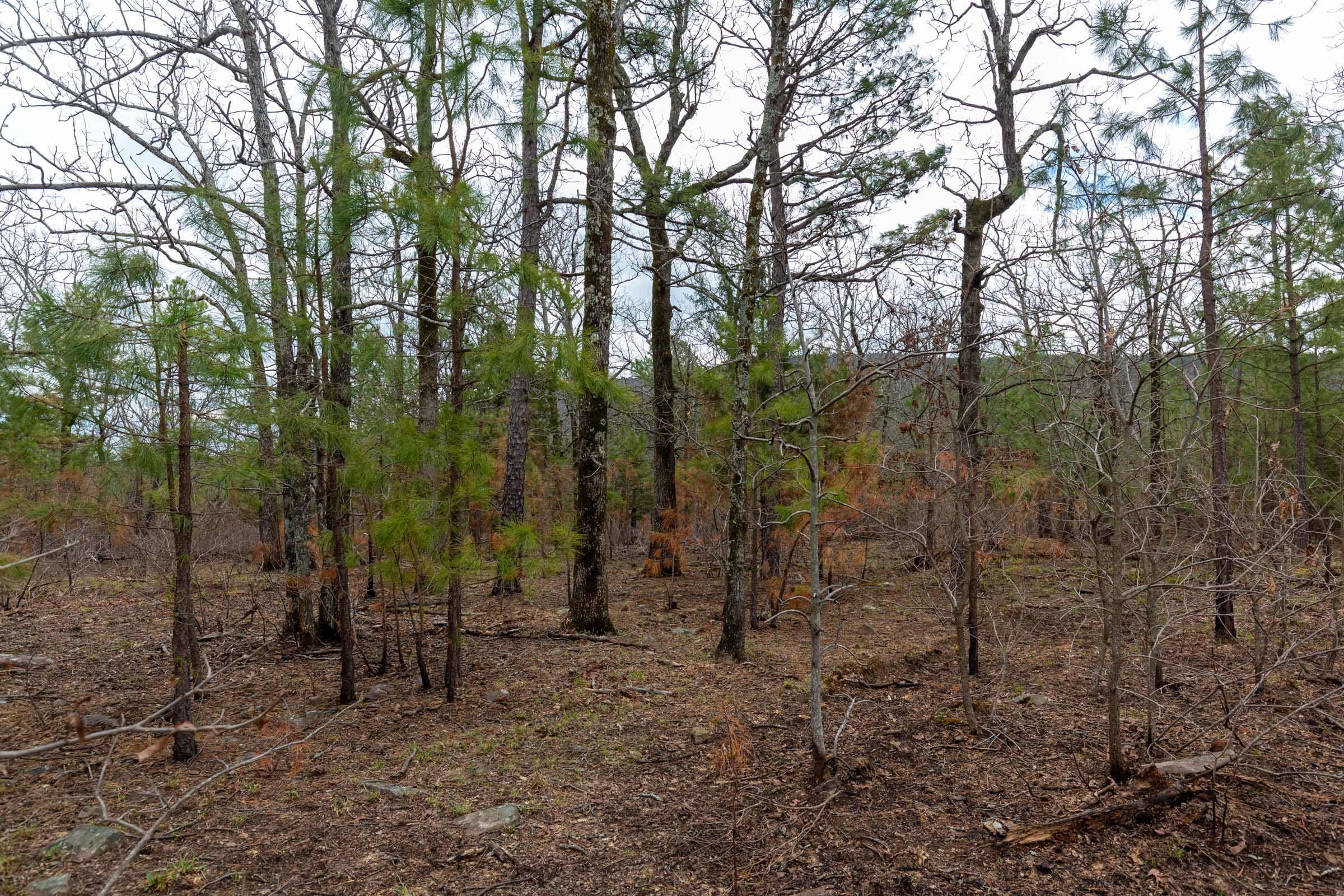 Stone Bridge Phase III Tract 217 photo 7
