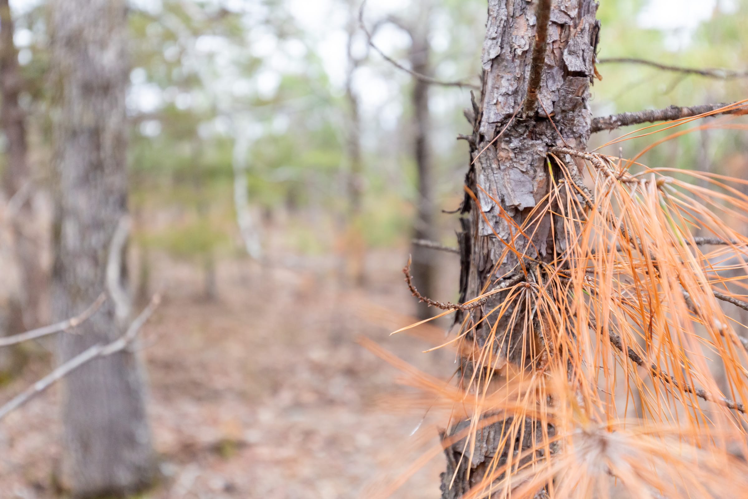 Stone Bridge Phase III Tract 217 photo 12