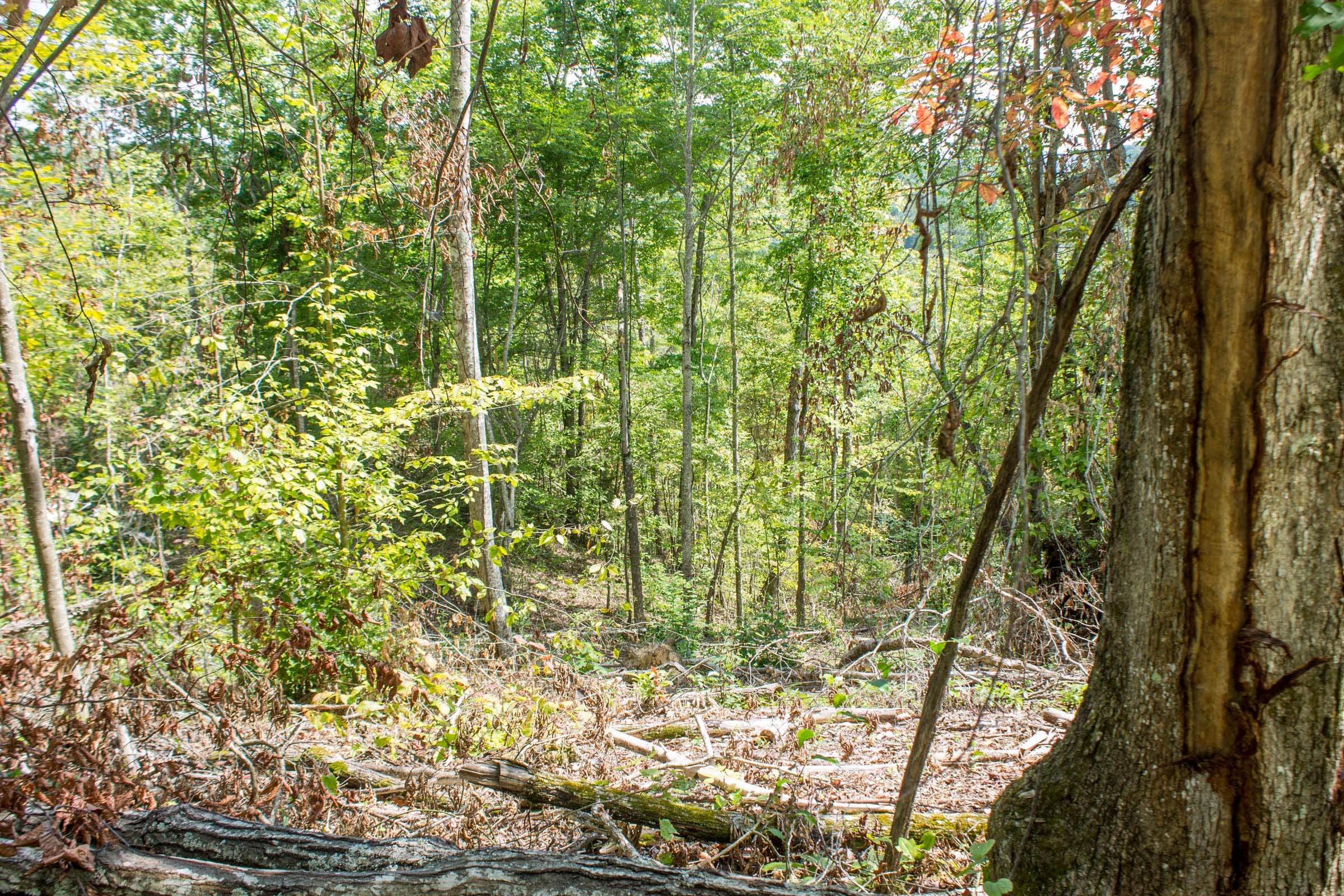 Buck Run Ridge Tract 11 photo 2