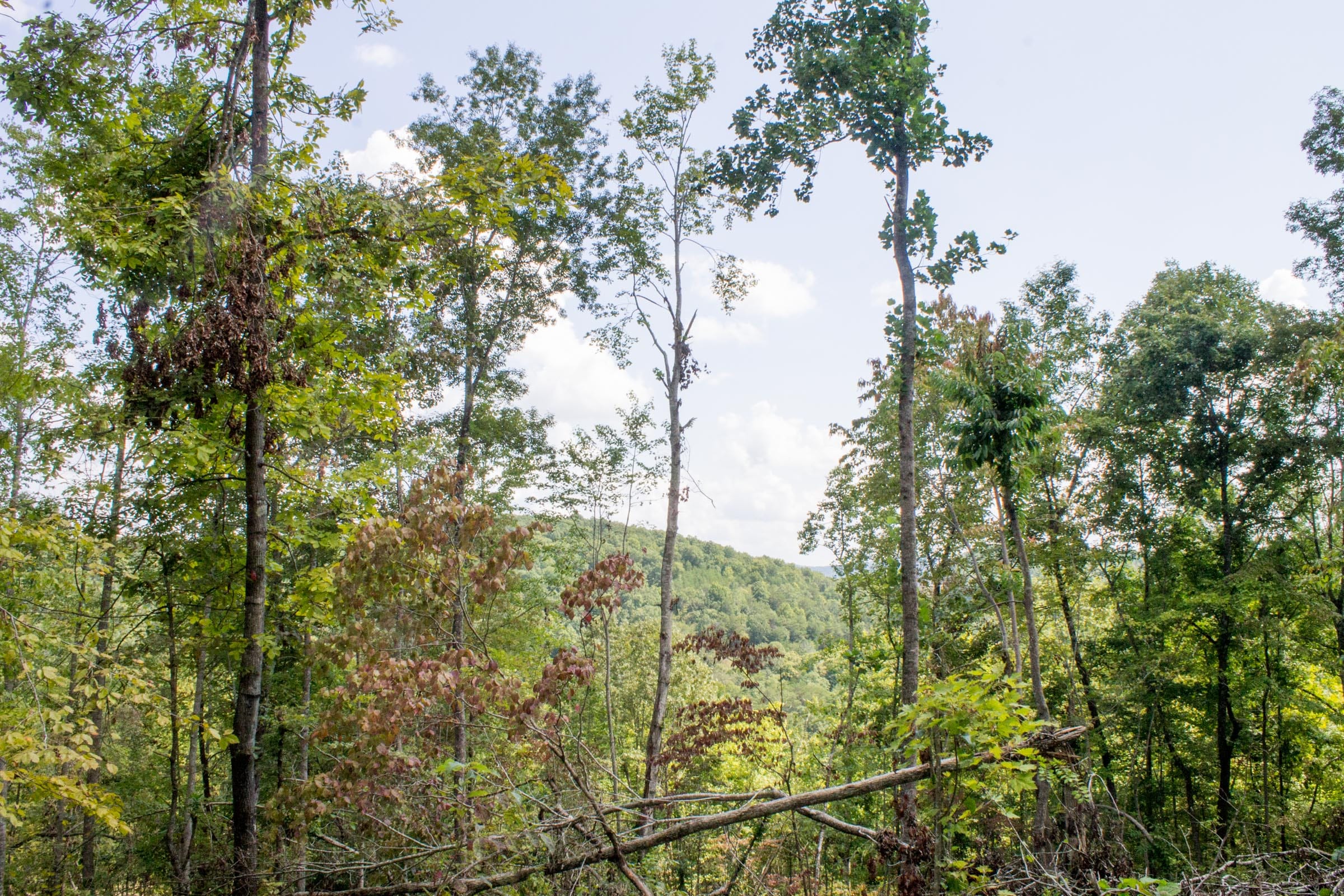 Buck Run Ridge Tract 11 photo 4