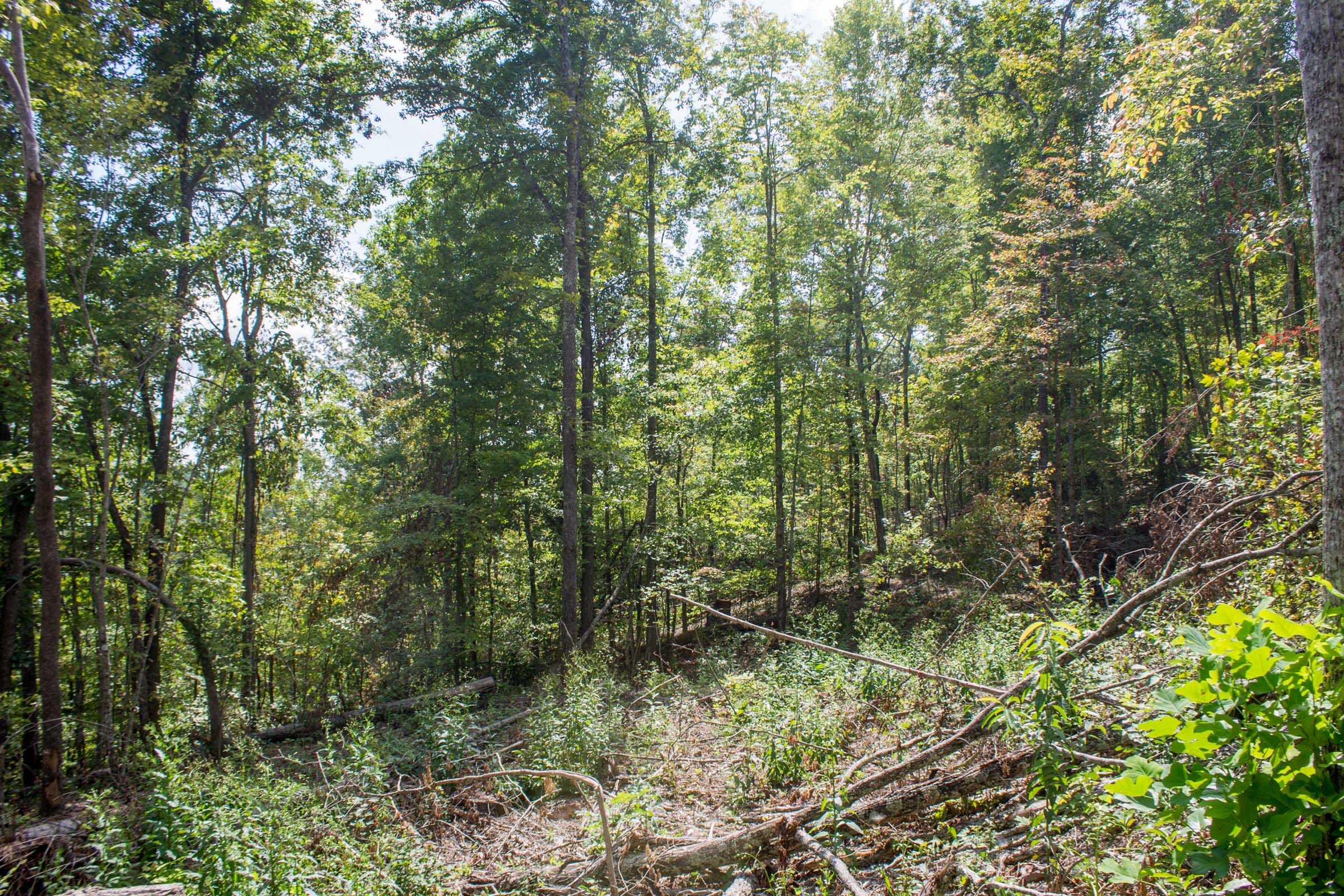 Buck Run Ridge Tract 11 photo 5