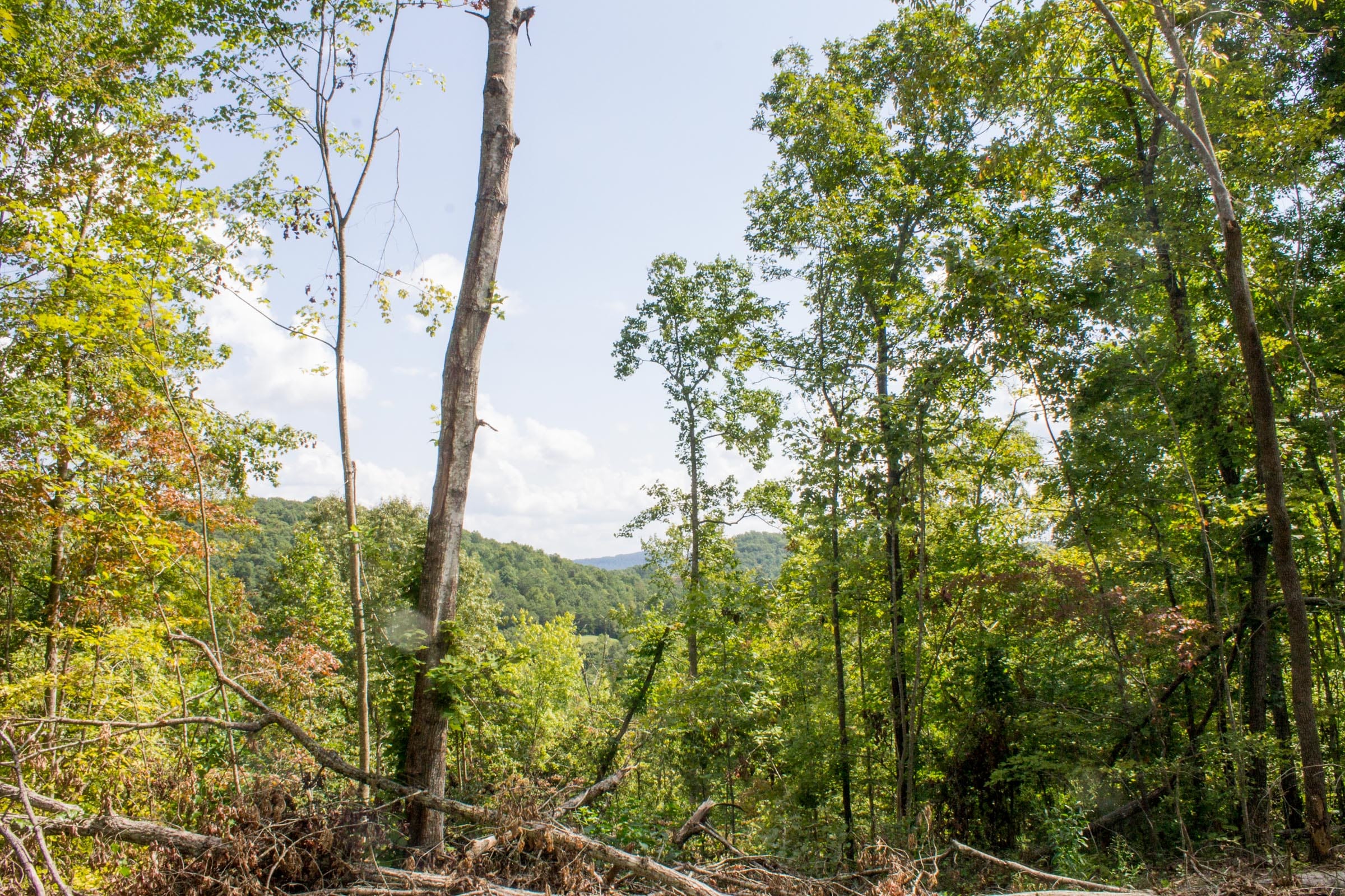 Buck Run Ridge Tract 11 photo 6