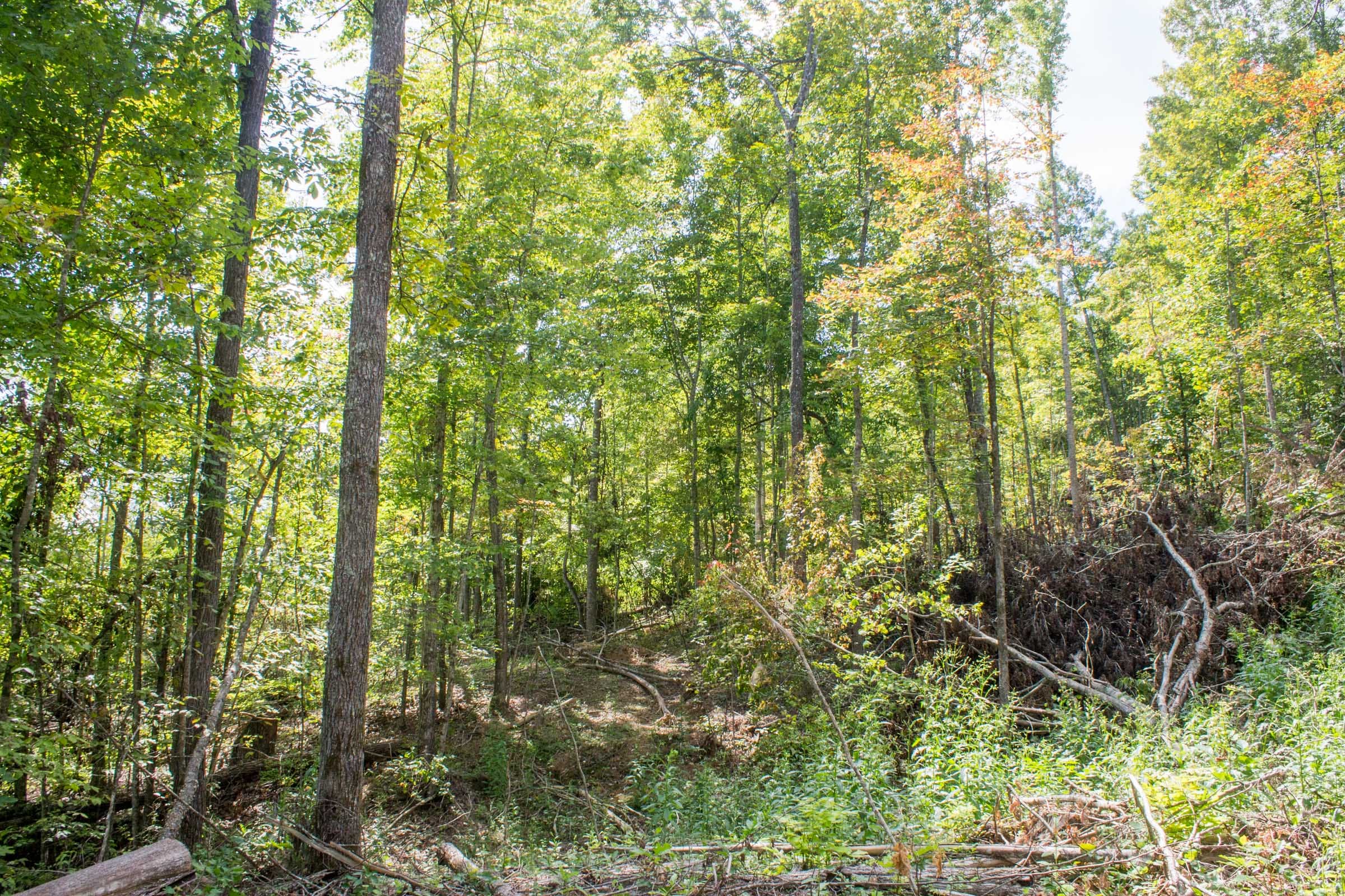 Buck Run Ridge Tract 11 photo 7