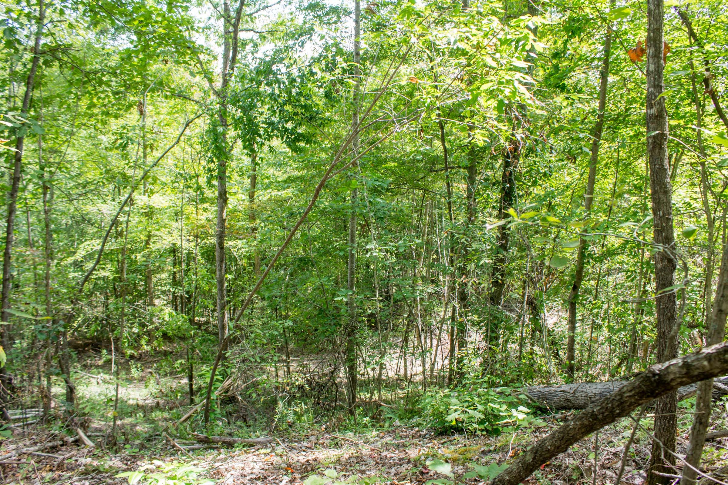 Buck Run Ridge Tract 11 photo 8