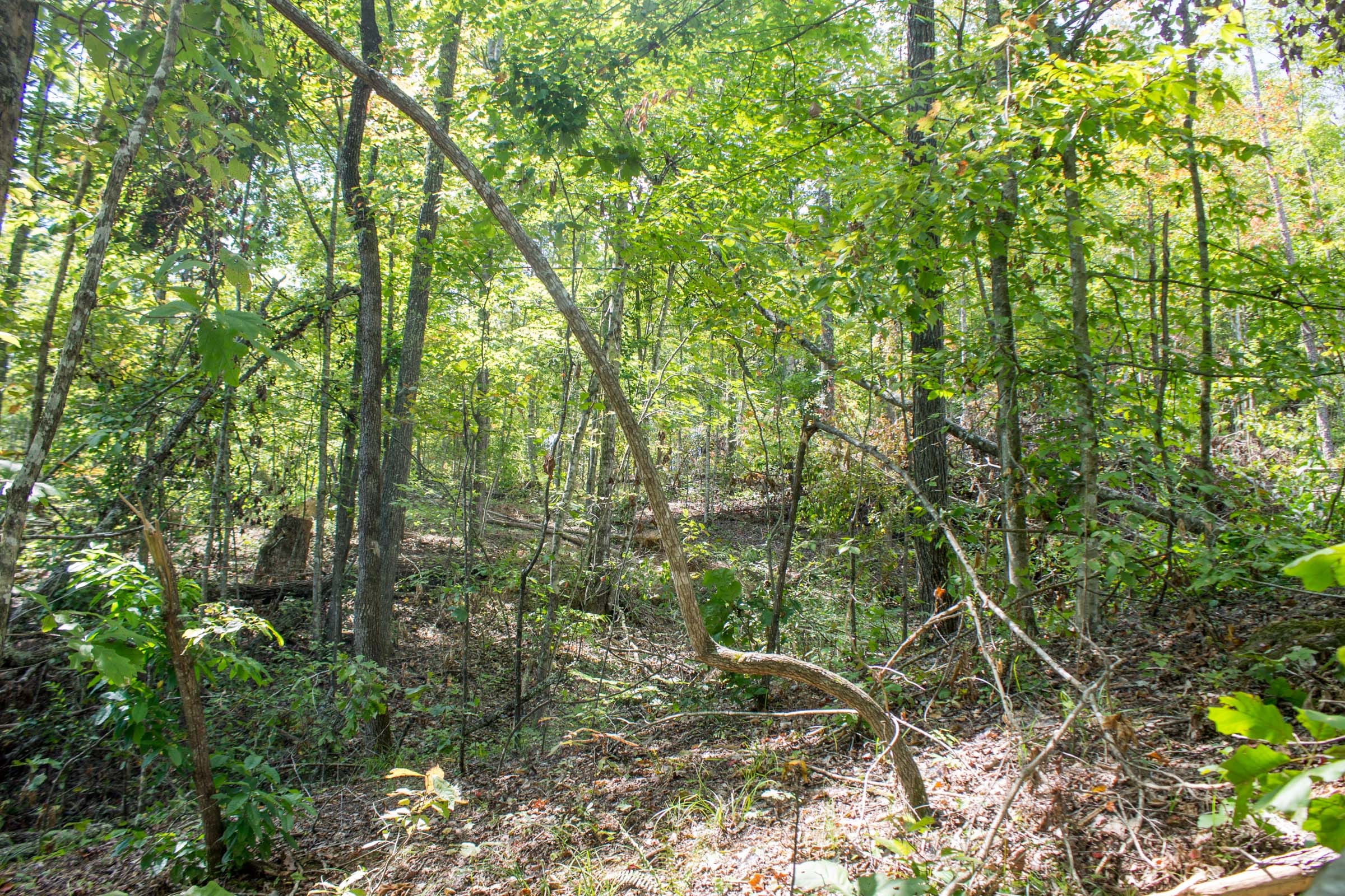 Buck Run Ridge Tract 11 photo 9