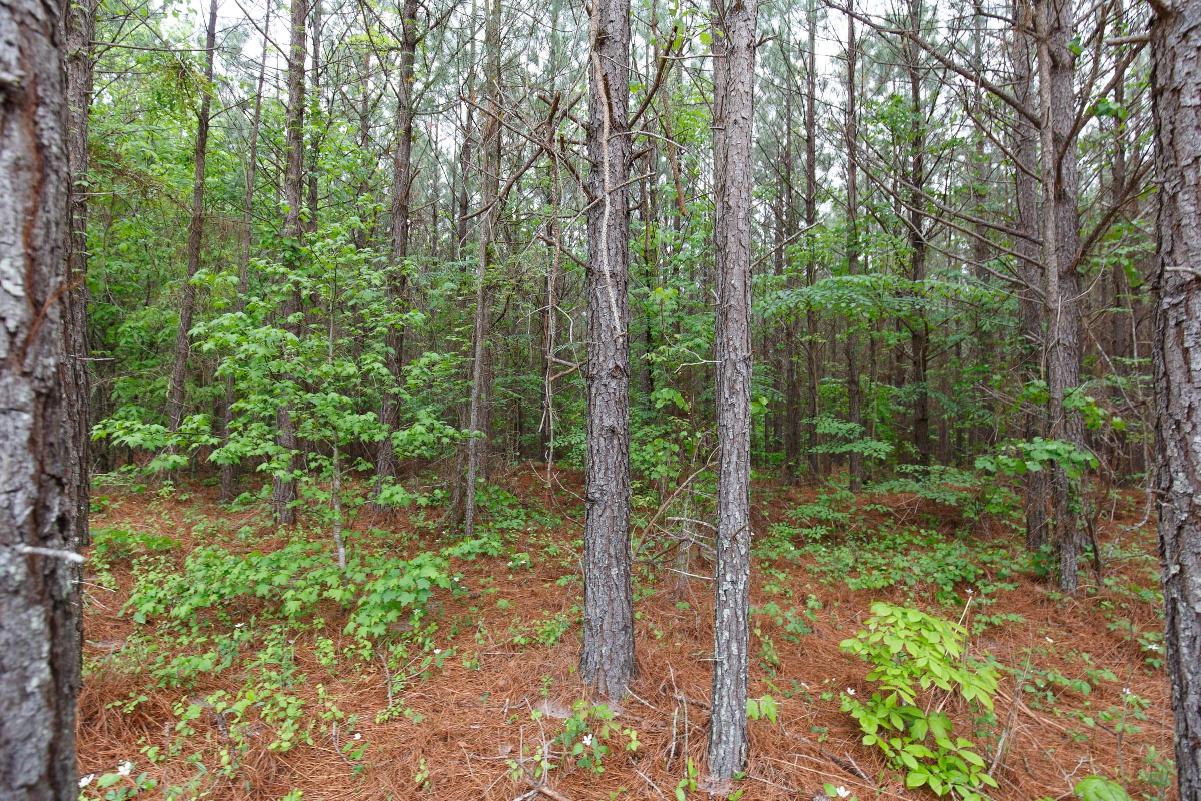 Red Barn Ranch Tract 2 photo 2