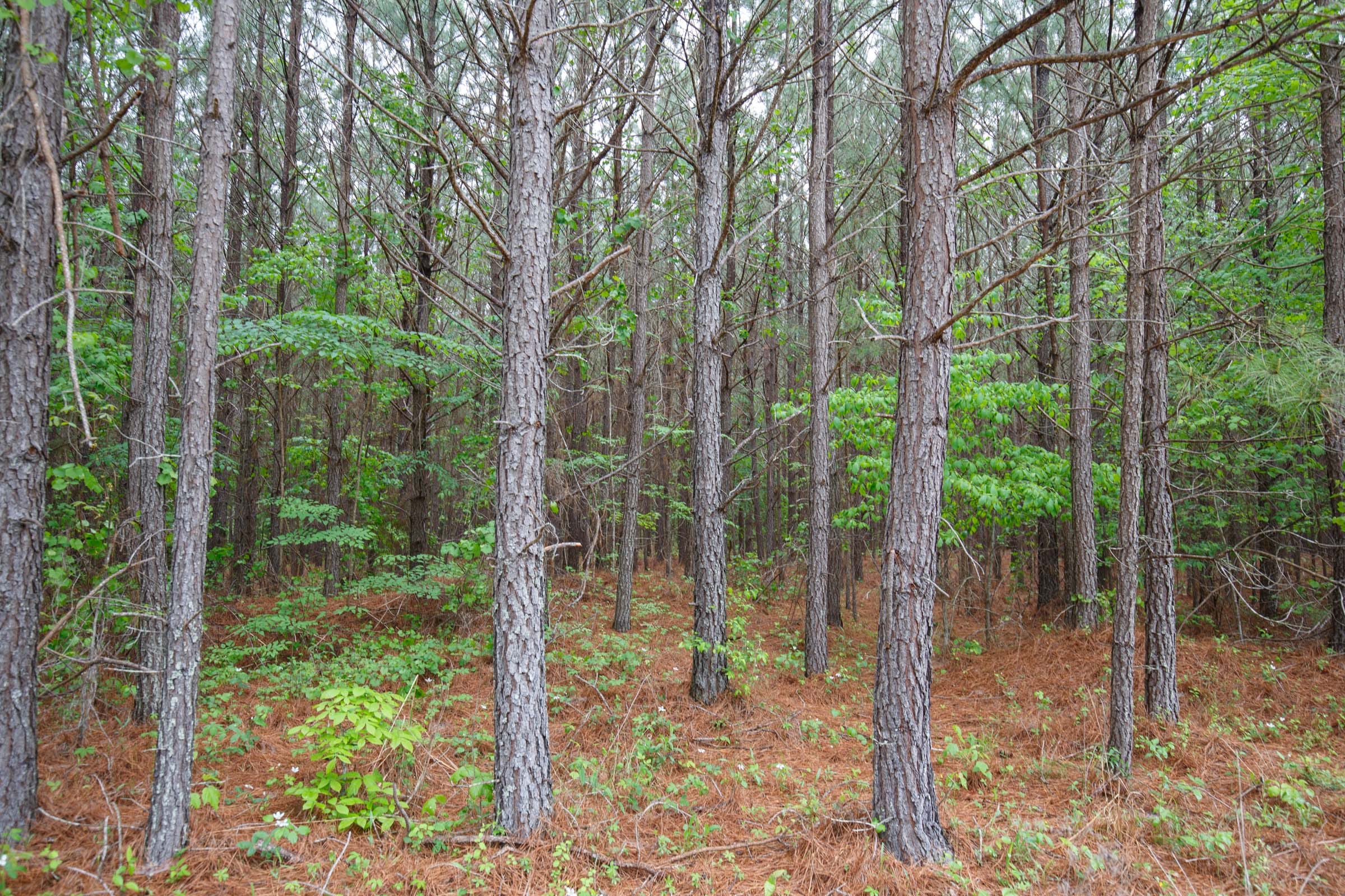 Red Barn Ranch Tract 2 photo 3