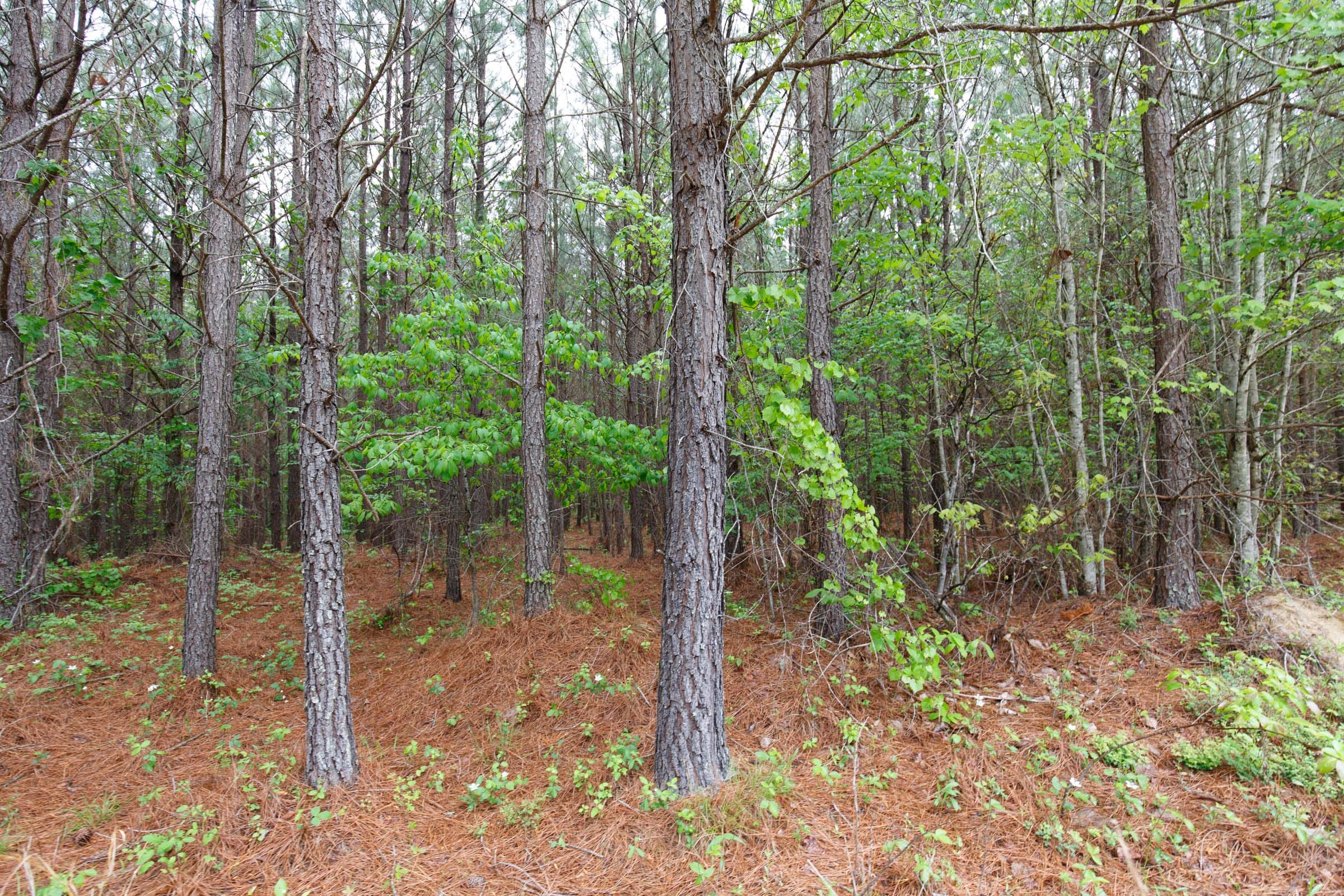 Red Barn Ranch Tract 2 photo 5