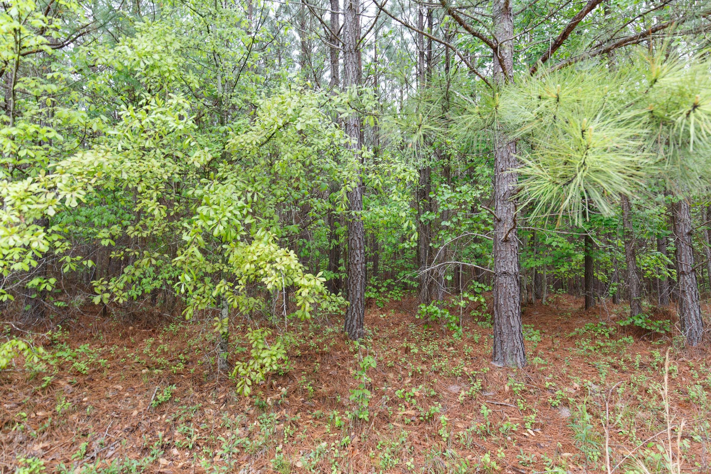Red Barn Ranch Tract 2 photo 6