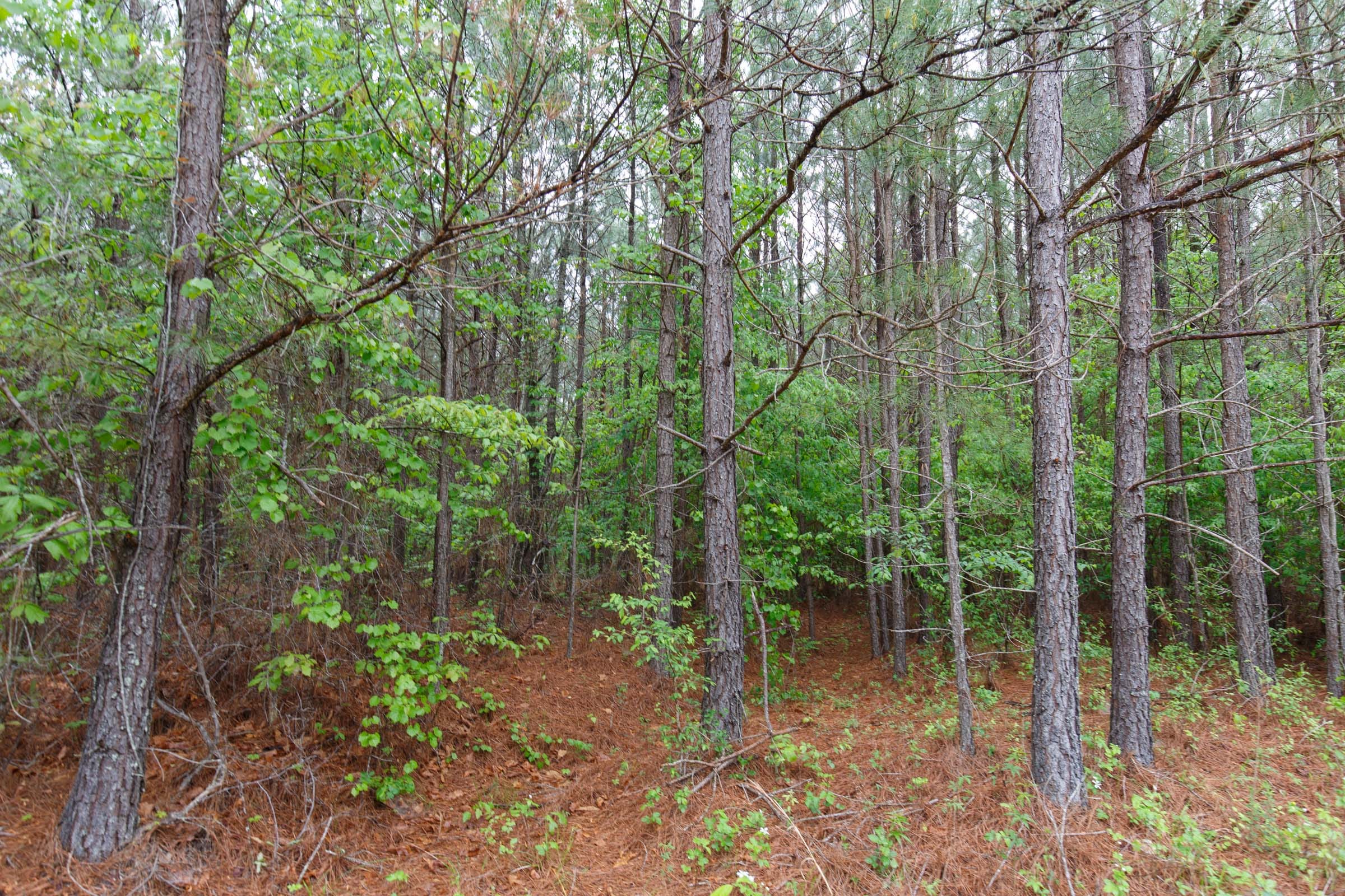 Red Barn Ranch Tract 2 photo 8