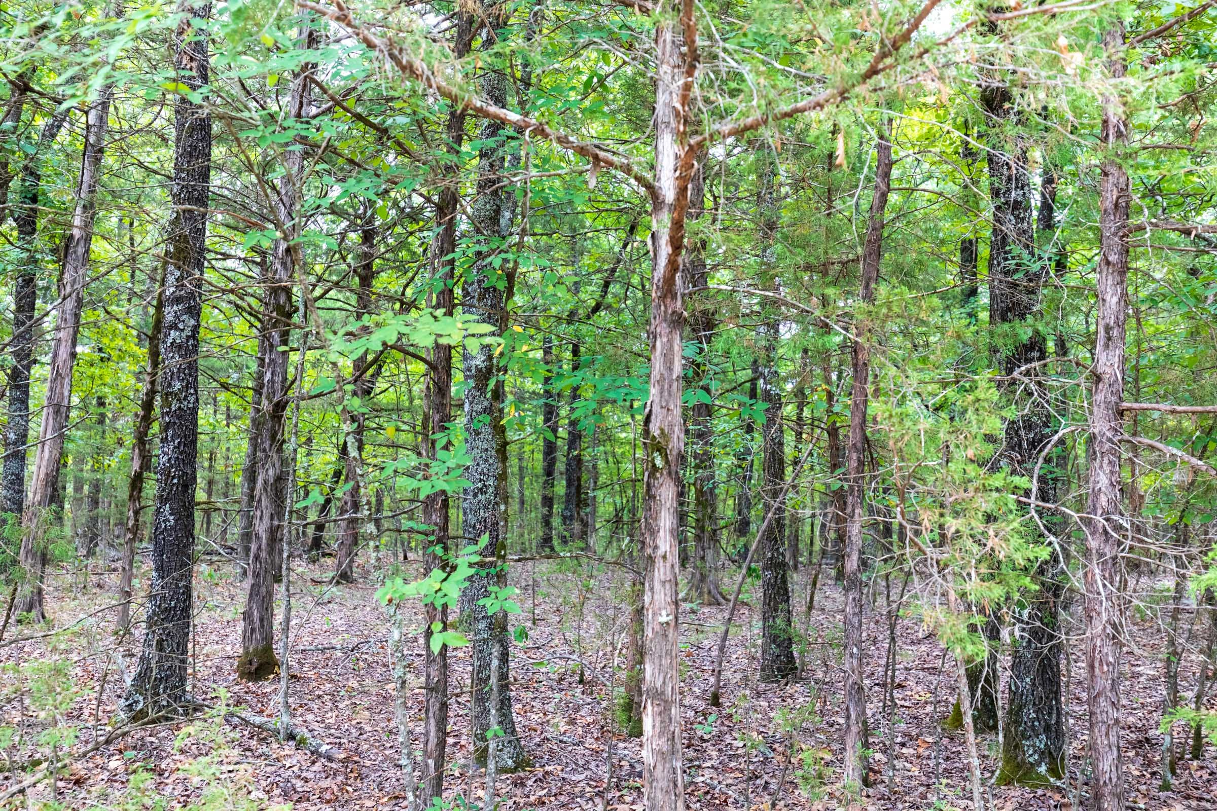 Heritage Bend Tract 1 photo 4