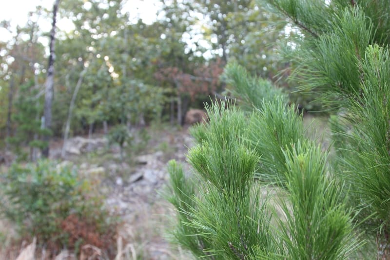 Lake View Ranch Tract 37 photo 5