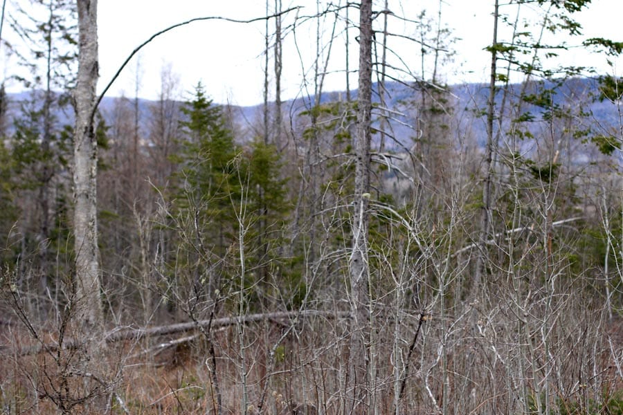 Sunrise Estates Tract 13 photo 9