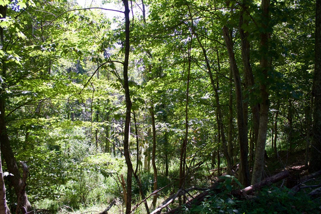 Heritage Hollow Tract 18 photo 3