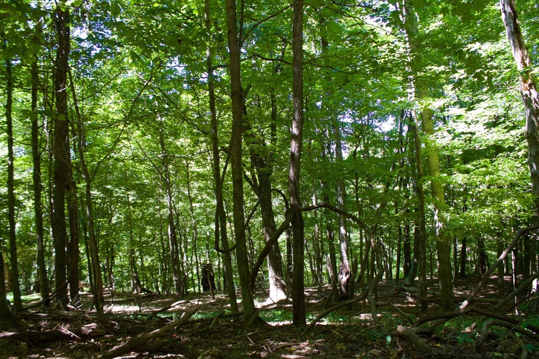 Heritage Hollow Tract 18 photo 6