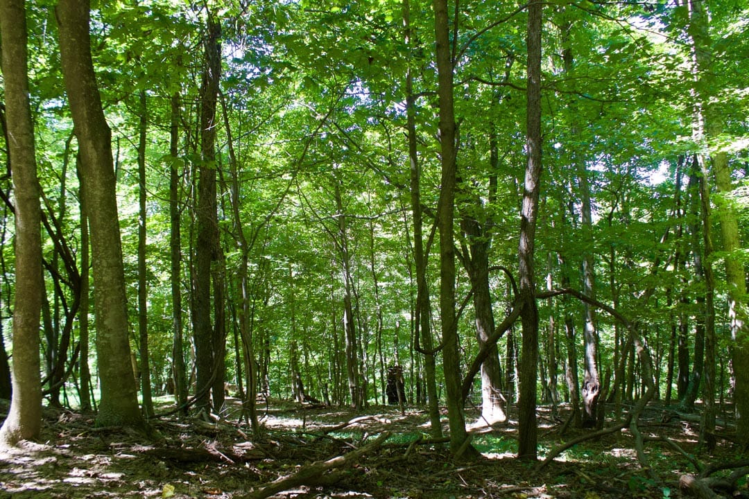 Heritage Hollow Tract 18 photo 7
