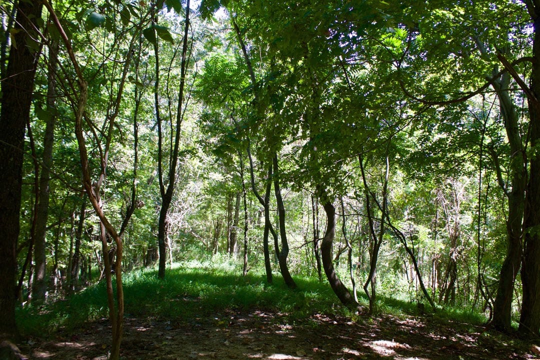 Heritage Hollow Tract 18 photo 8