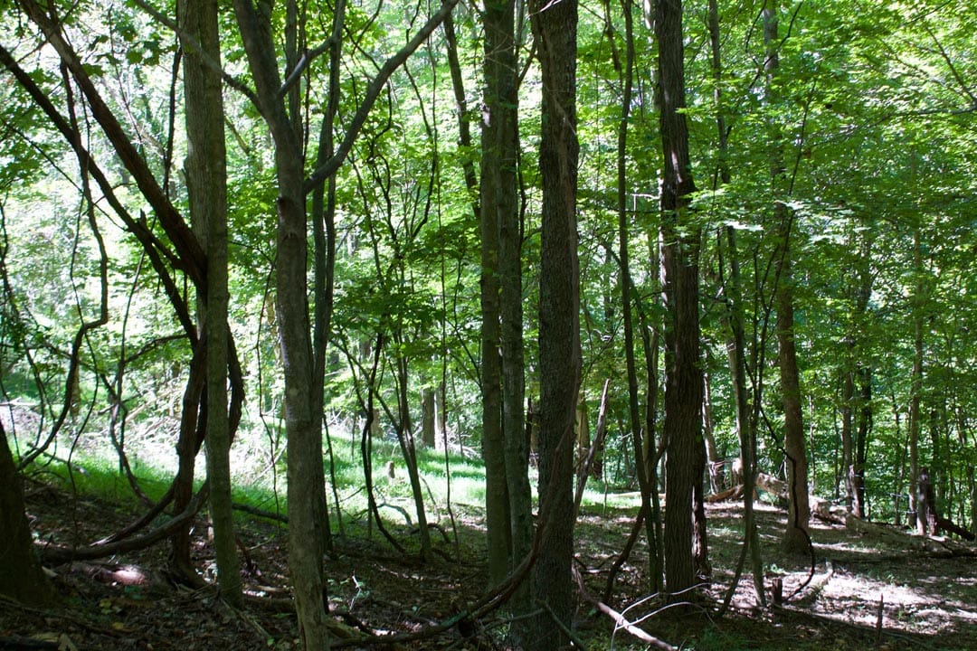 Heritage Hollow Tract 18 photo 9