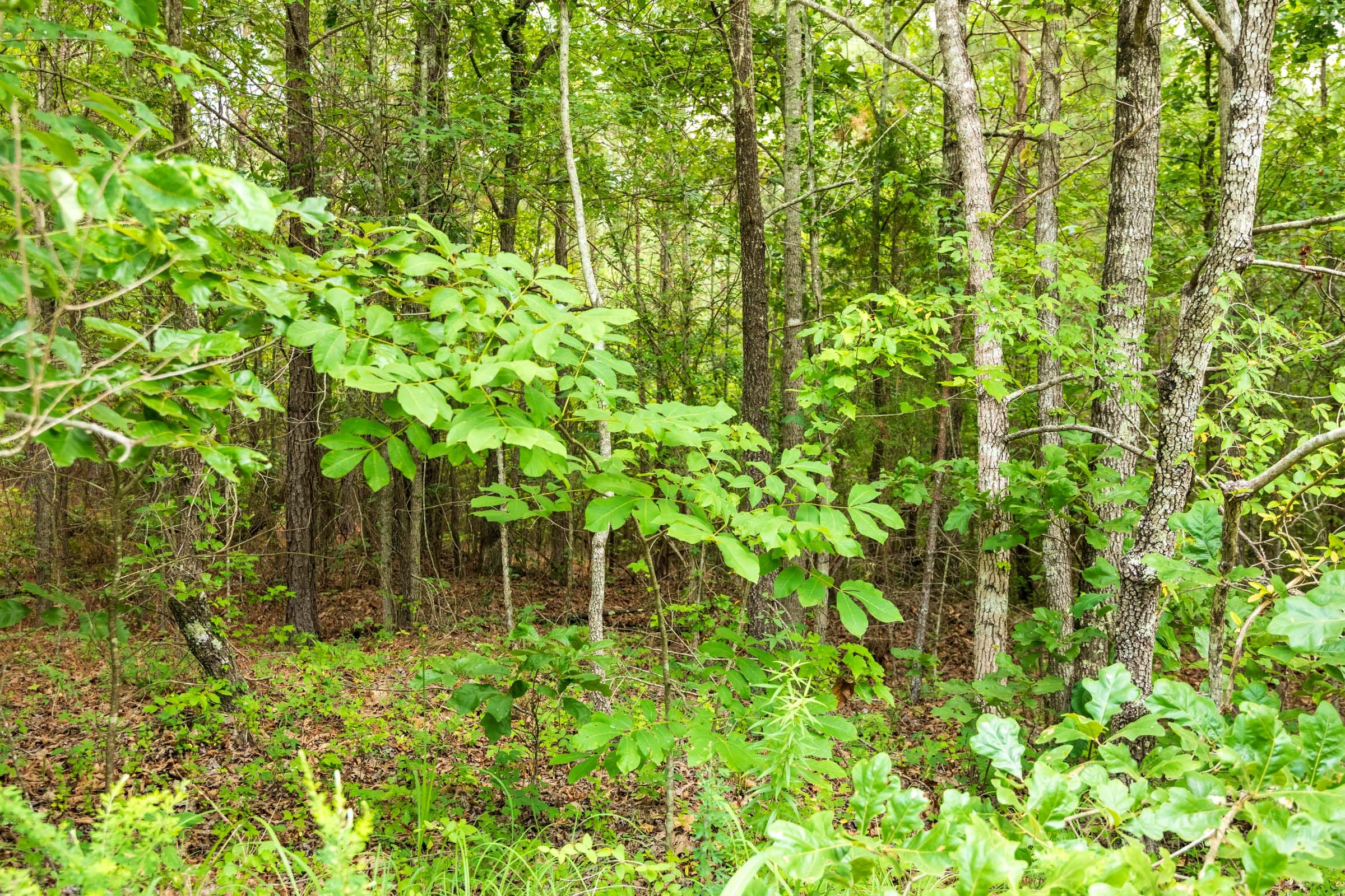 Whiskey Ridge Tract 45 photo 6