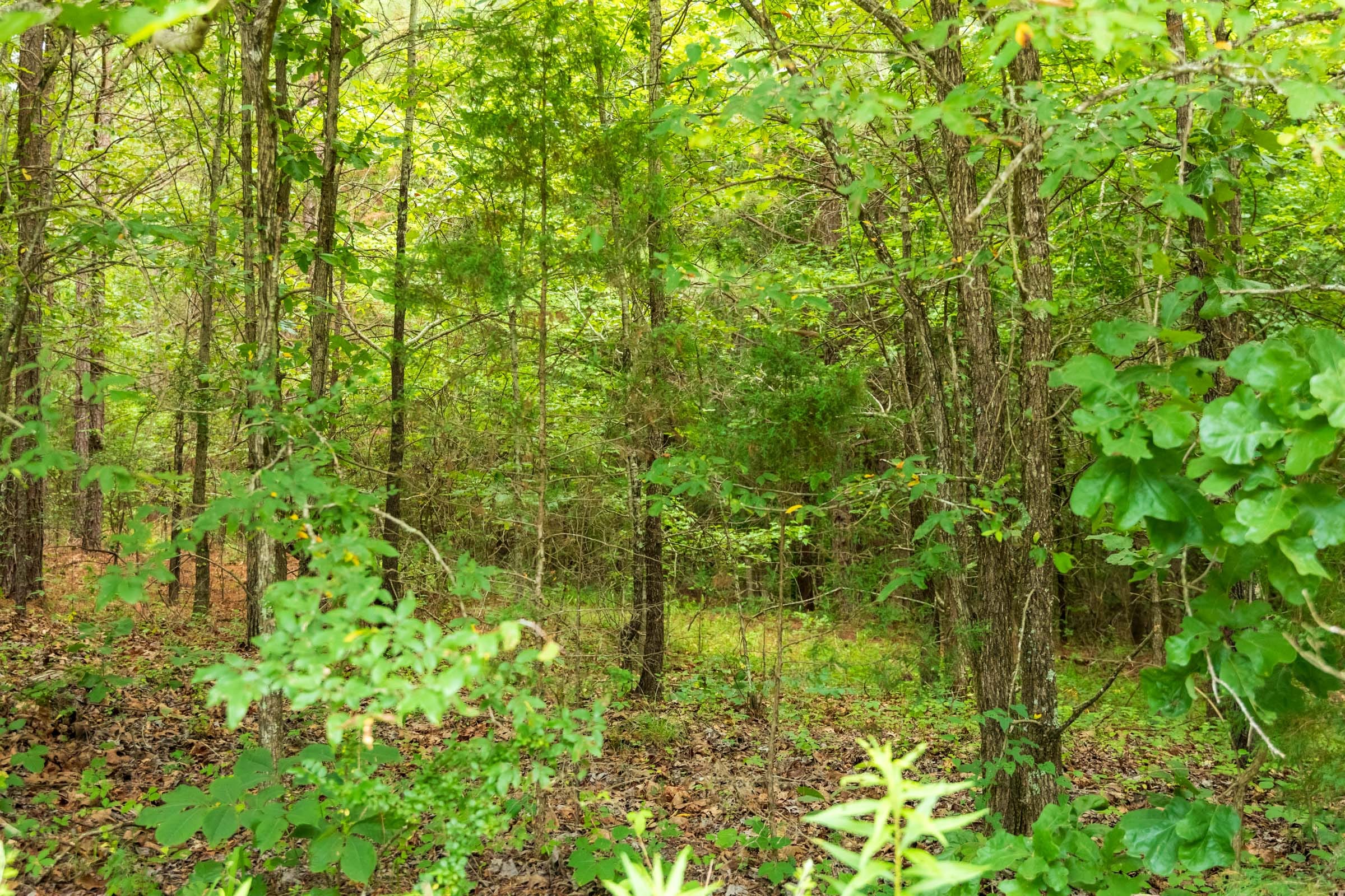 Whiskey Ridge Tract 45 photo 4