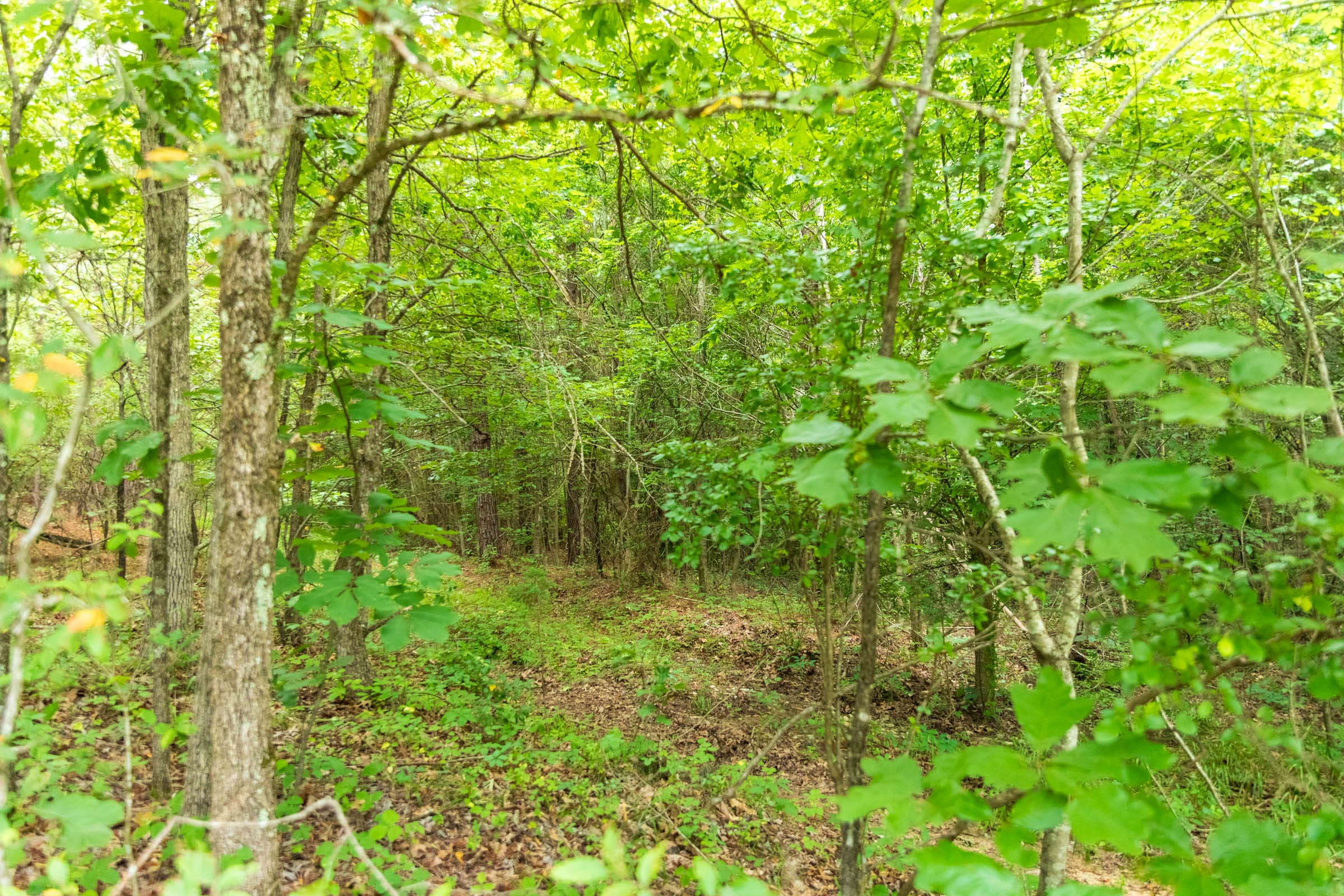 Whiskey Ridge Tract 45 photo 3