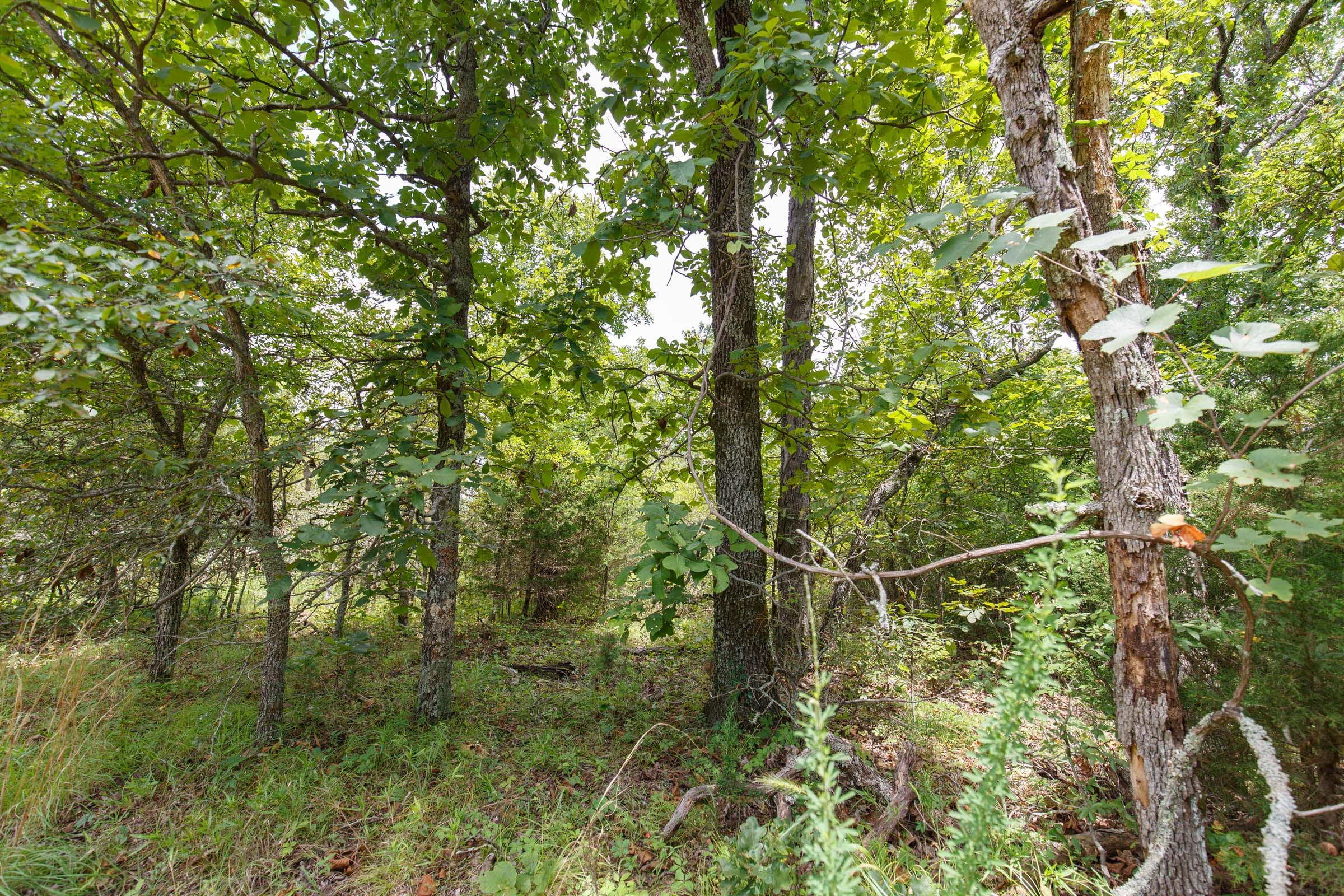 Timber Ridge Tract 34 photo 3